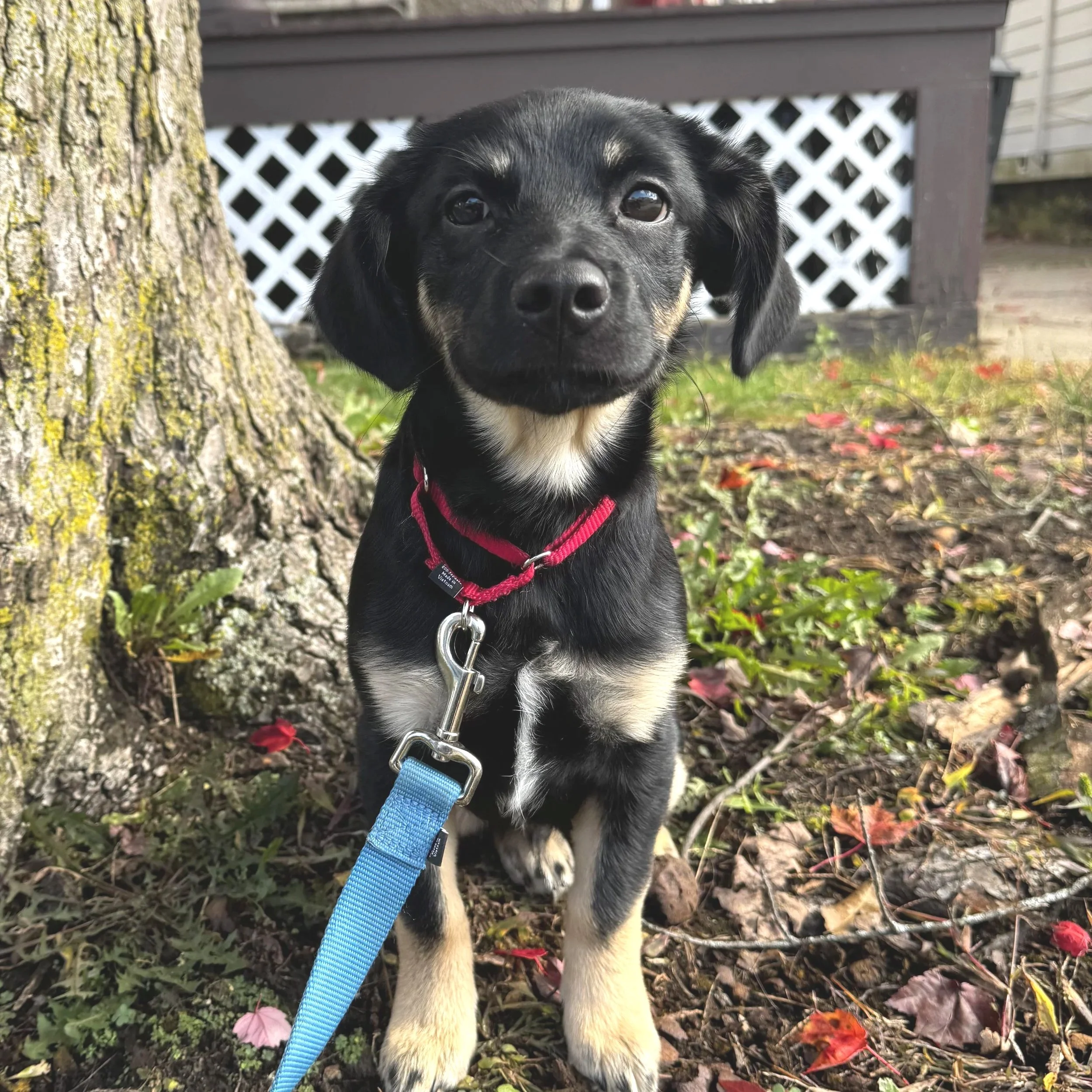 Rambo