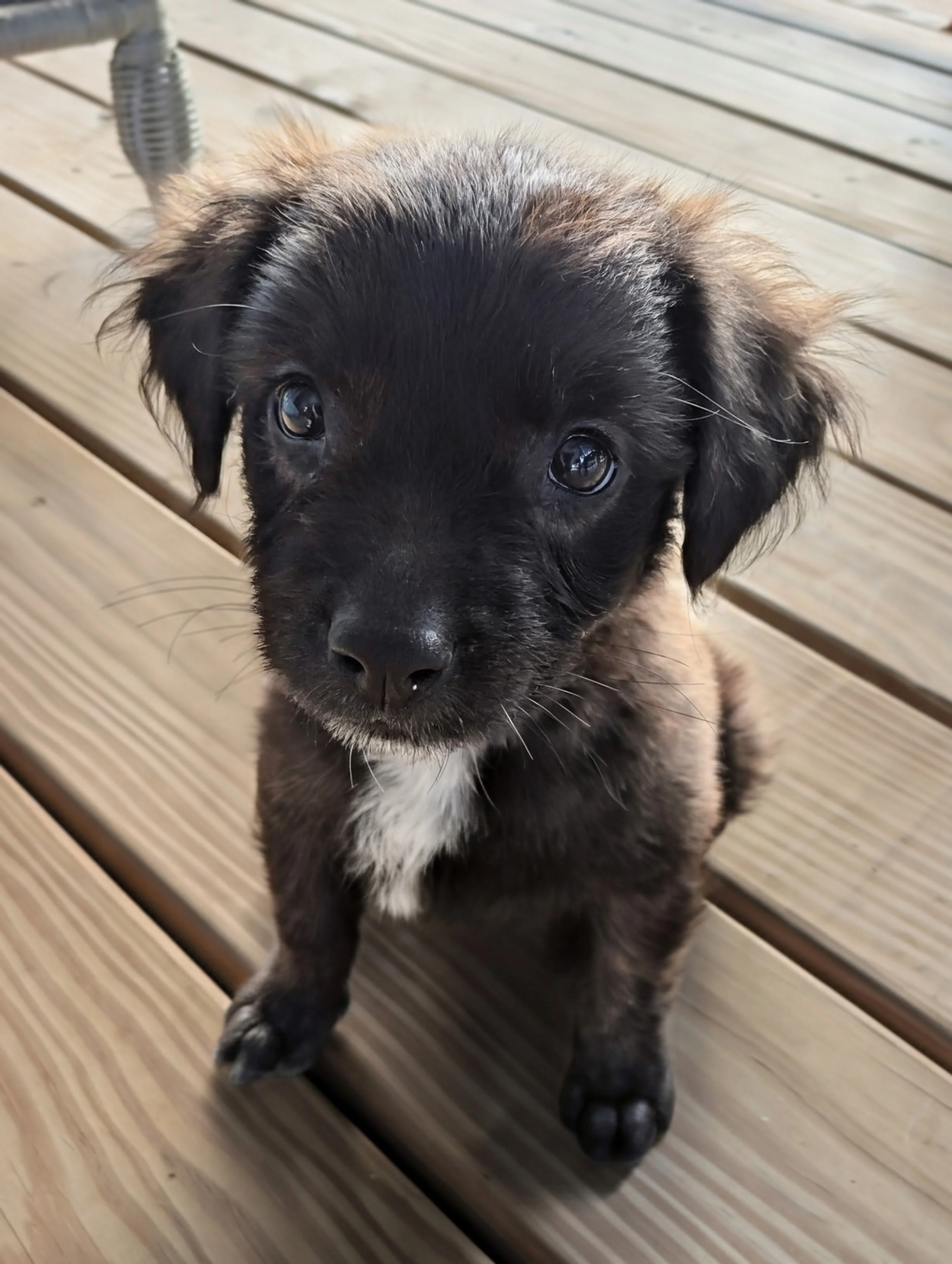 Josie