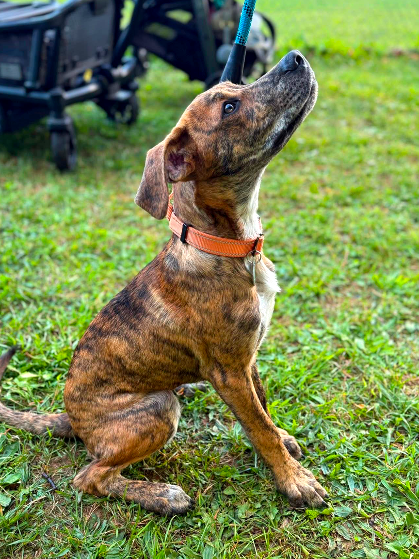 Brindle mixed breed adopted dog looking at owner on leash