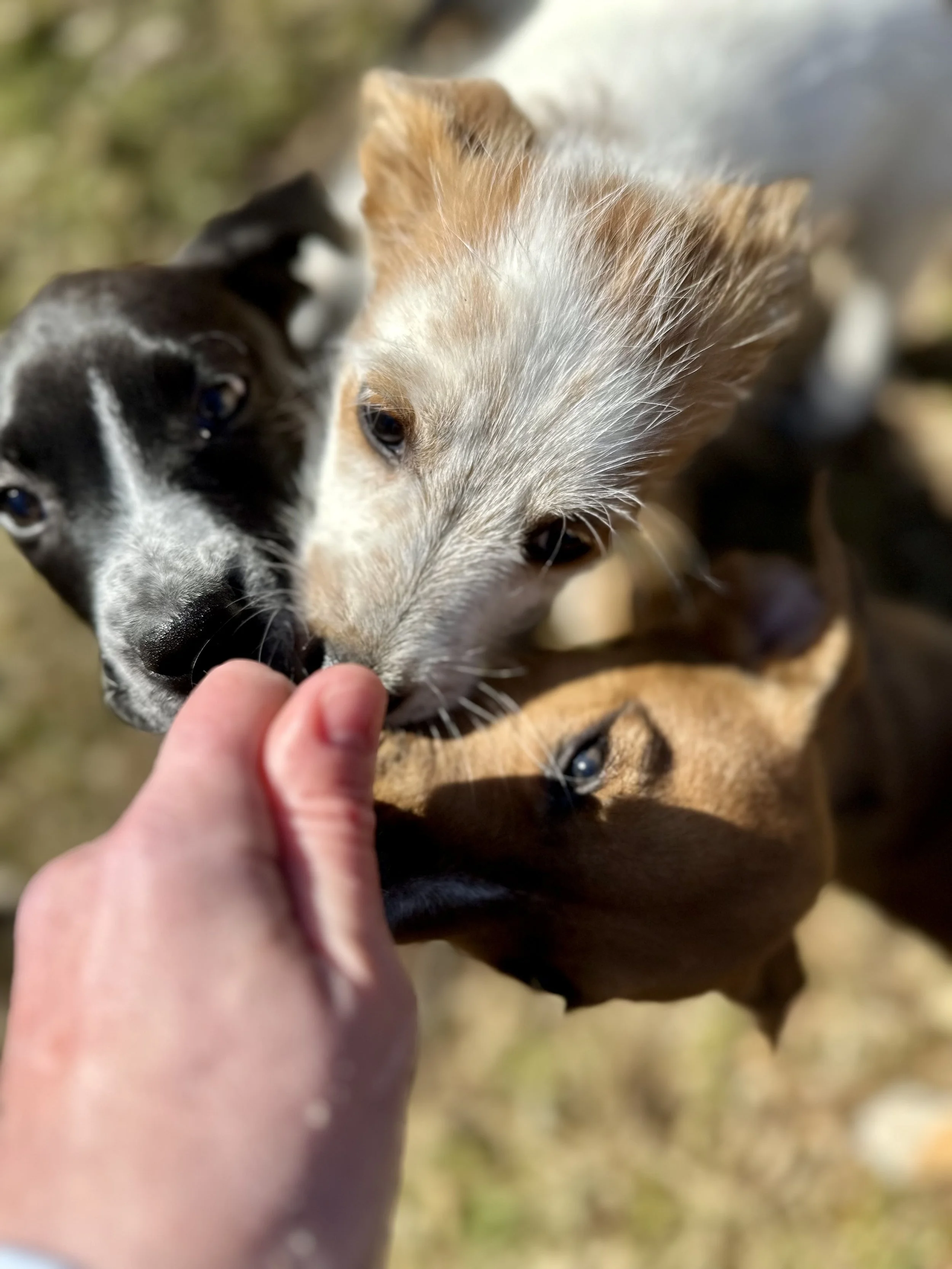 Adopted small breed dogs getting treats