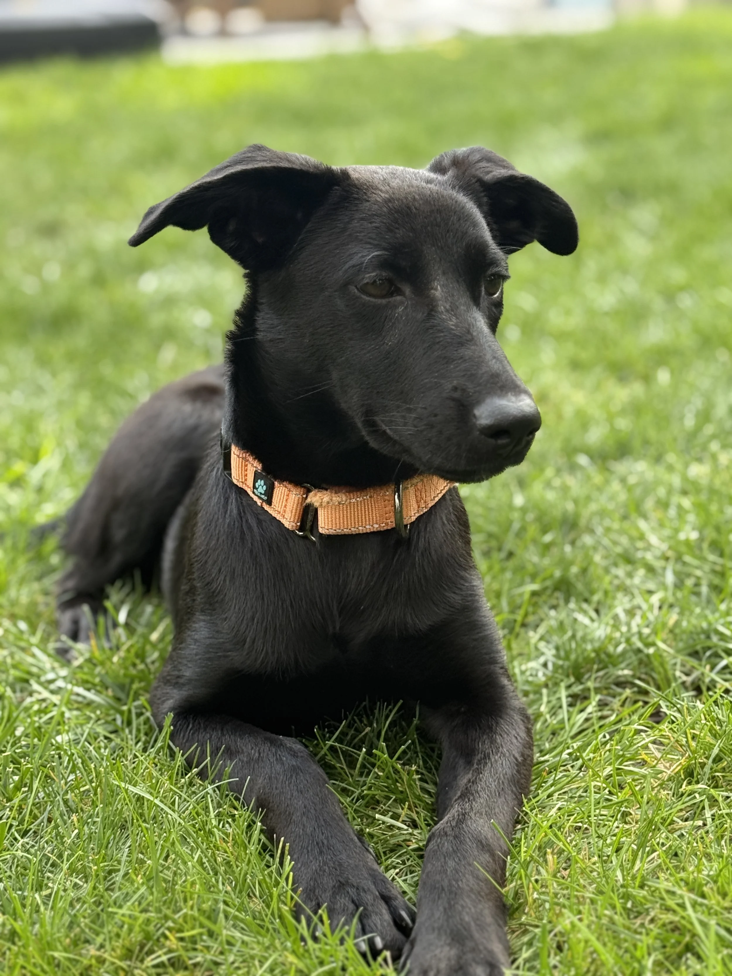 Black dog adopted with orange collar laying in the grass
