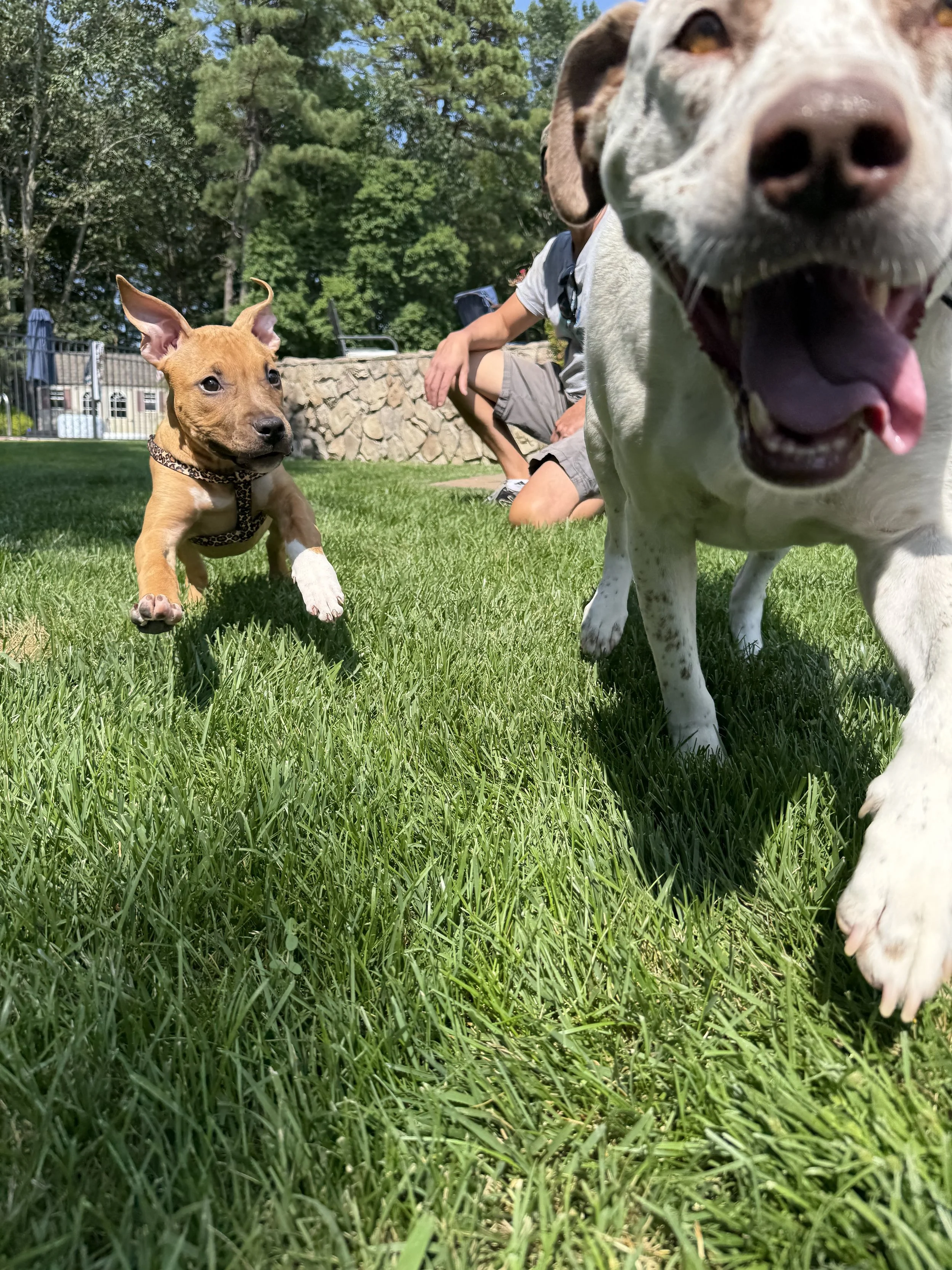 Adopted dogs playing in the grass having fun