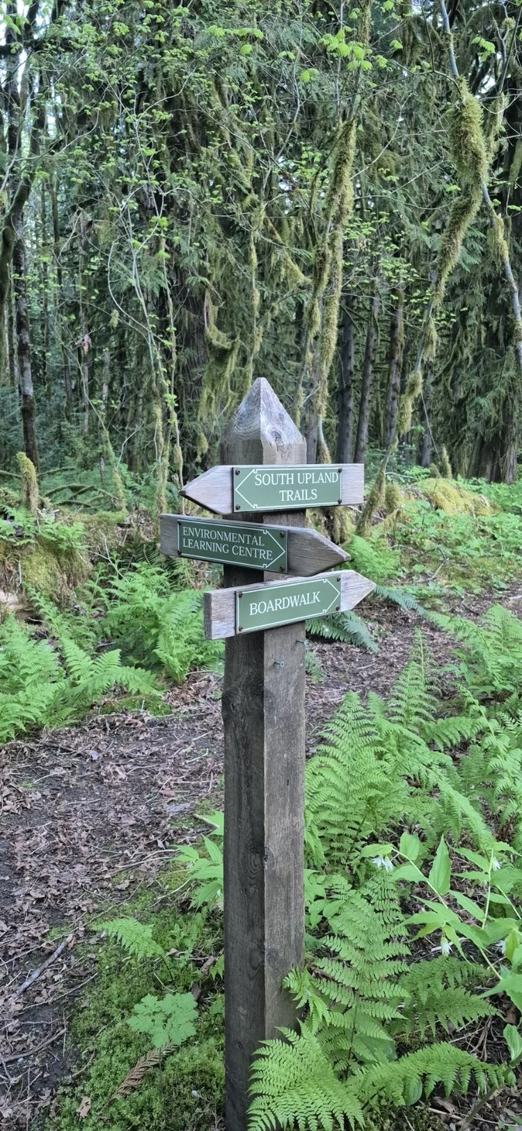 Trail signs surrounded by ferns in the Cheakamus forest