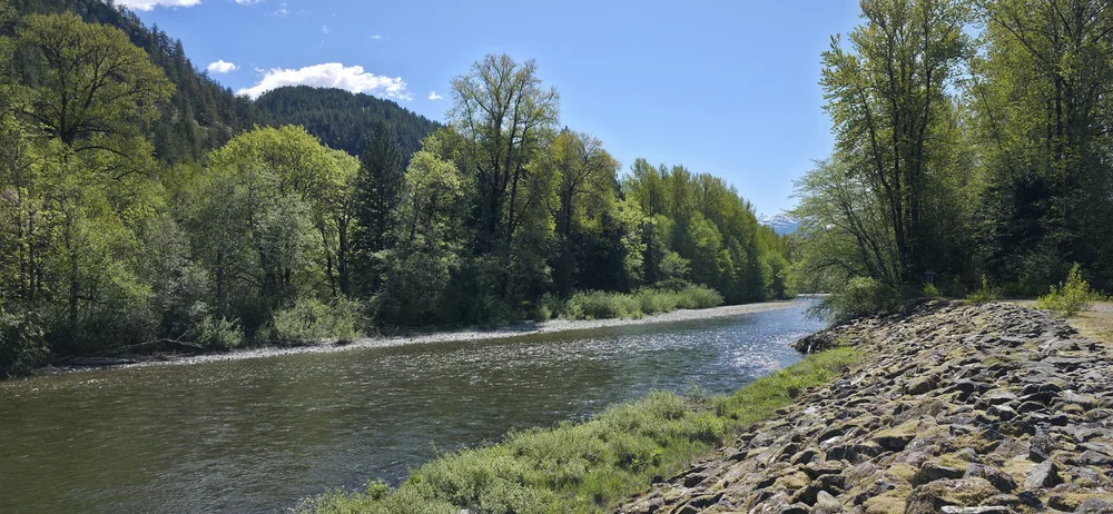 The Cheakamus River with mountains visible beyond the trees
