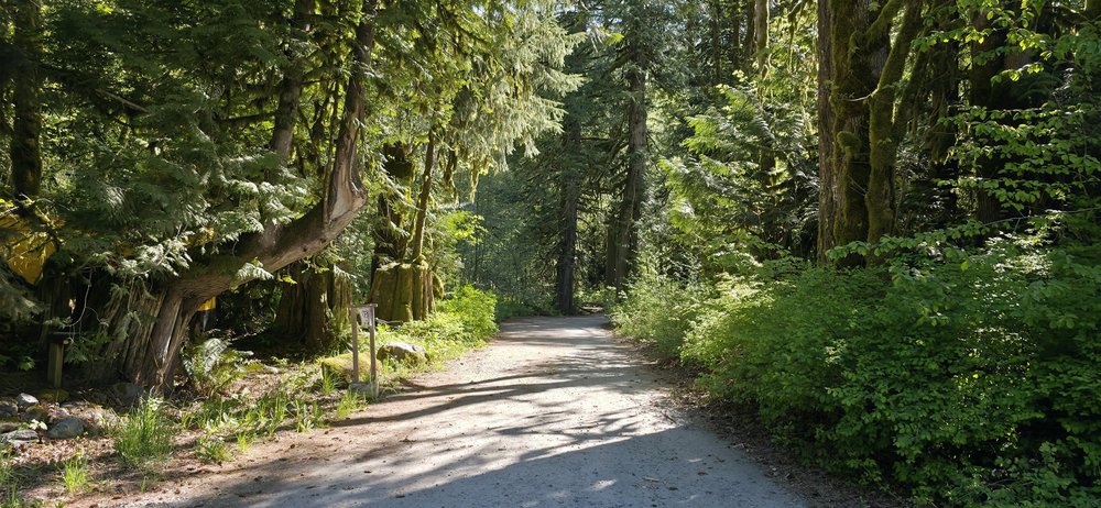 A green forest path winding past the Cheakamus Centre