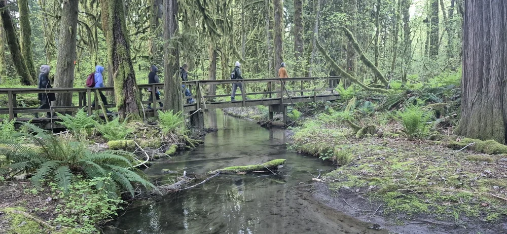 Participants crossing a wooden footbridge through the forest