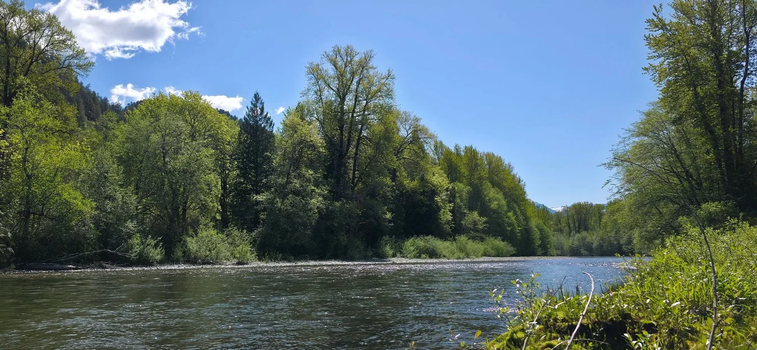 The Cheakamus River flowing between forested banks under a clear blue sky