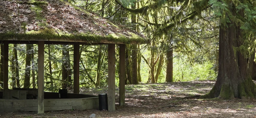 A quiet forest viewing shelter beneath tall trees
