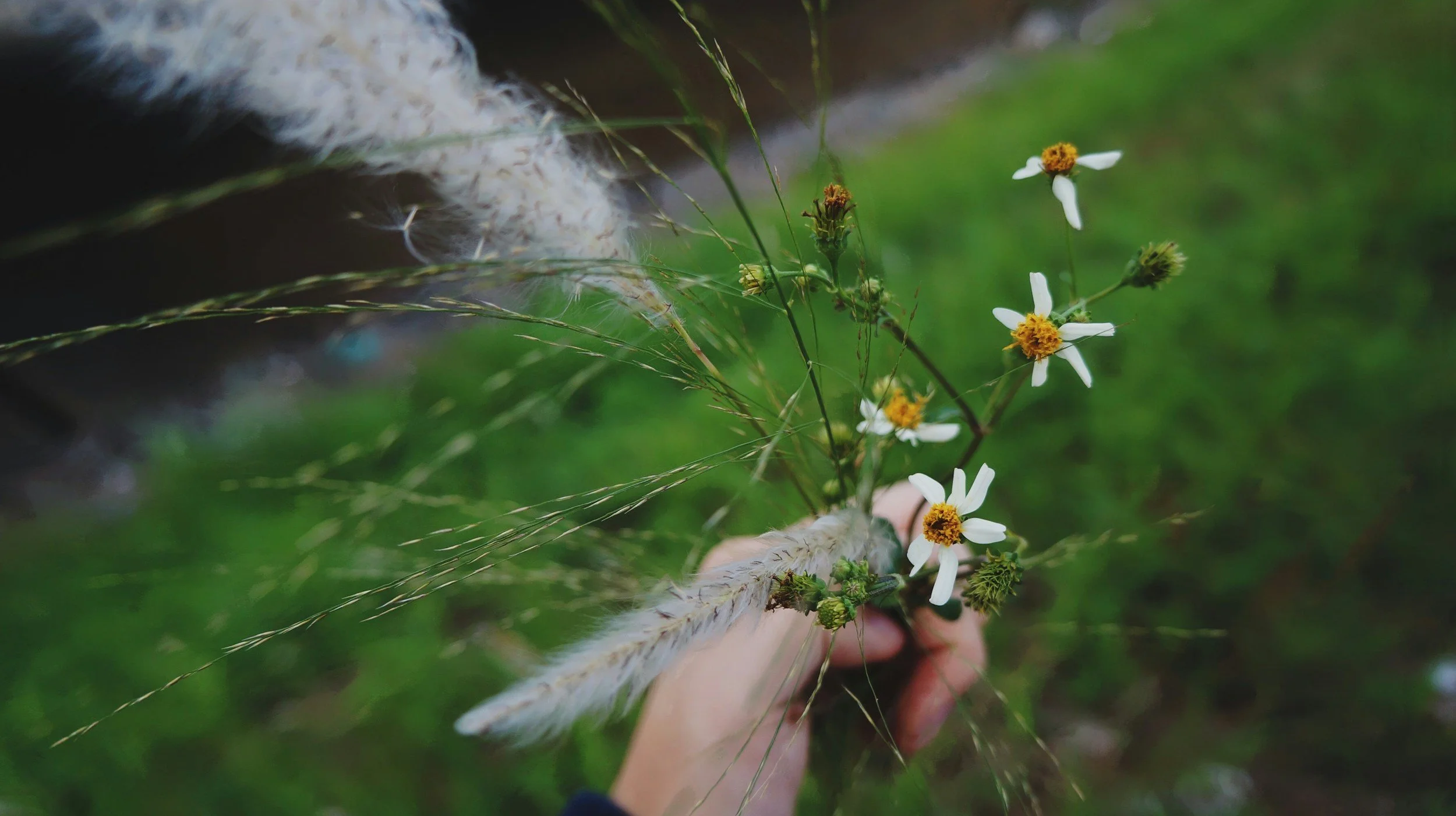 A person holding a small bouquet of wildflowers and grasses, including white flowers with yellow centers, against a blurred green background. These are exotic invasive plants to florida, non-native that The Plant Nanny is an expert at getting rid of.