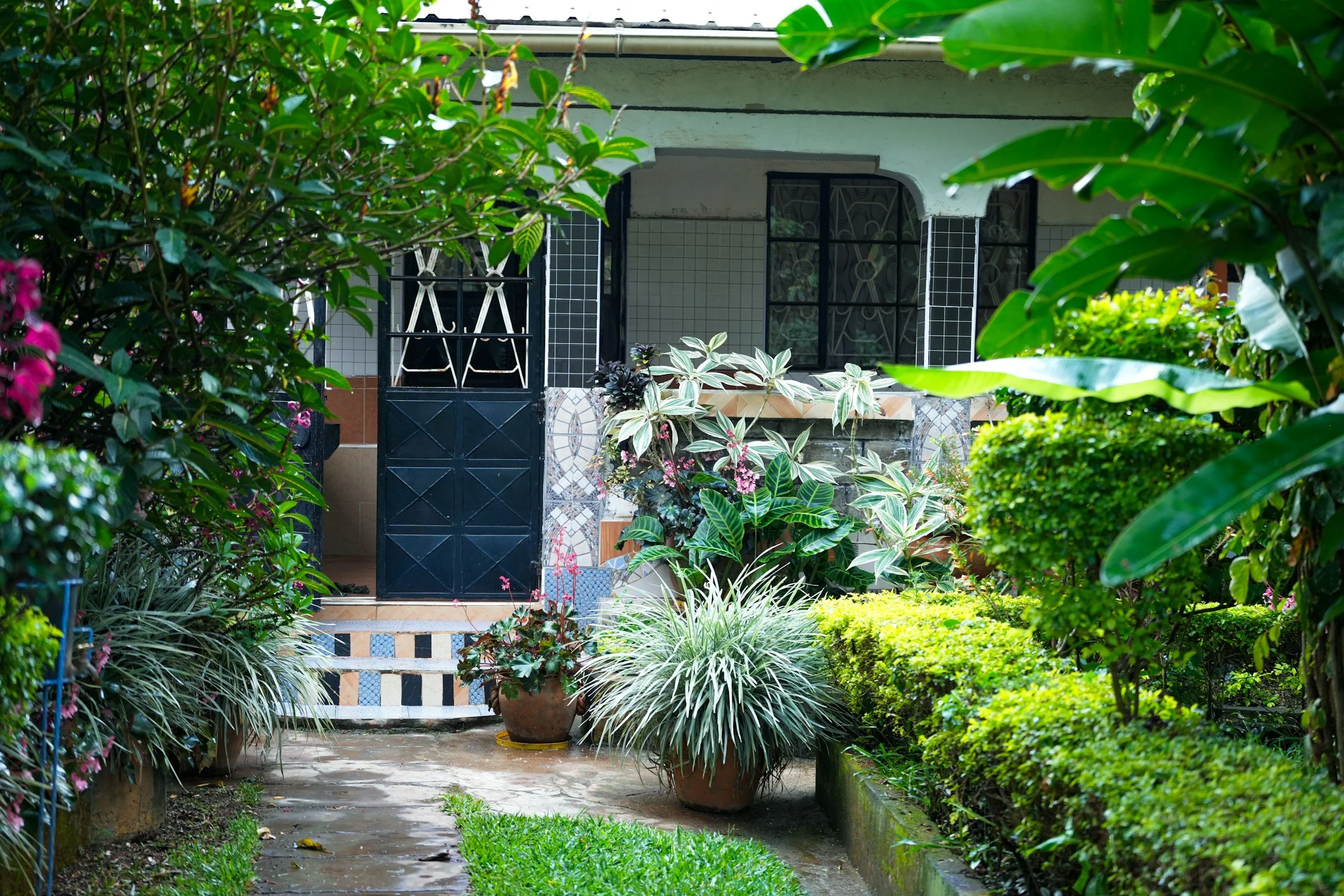 Front view of a house with a garden, black tiled door, potted plants, lush greenery, and a wet pathway. This is a installation client that The Plant Nanny designed and takes care of in Naples, FL. They are landscaping experts.