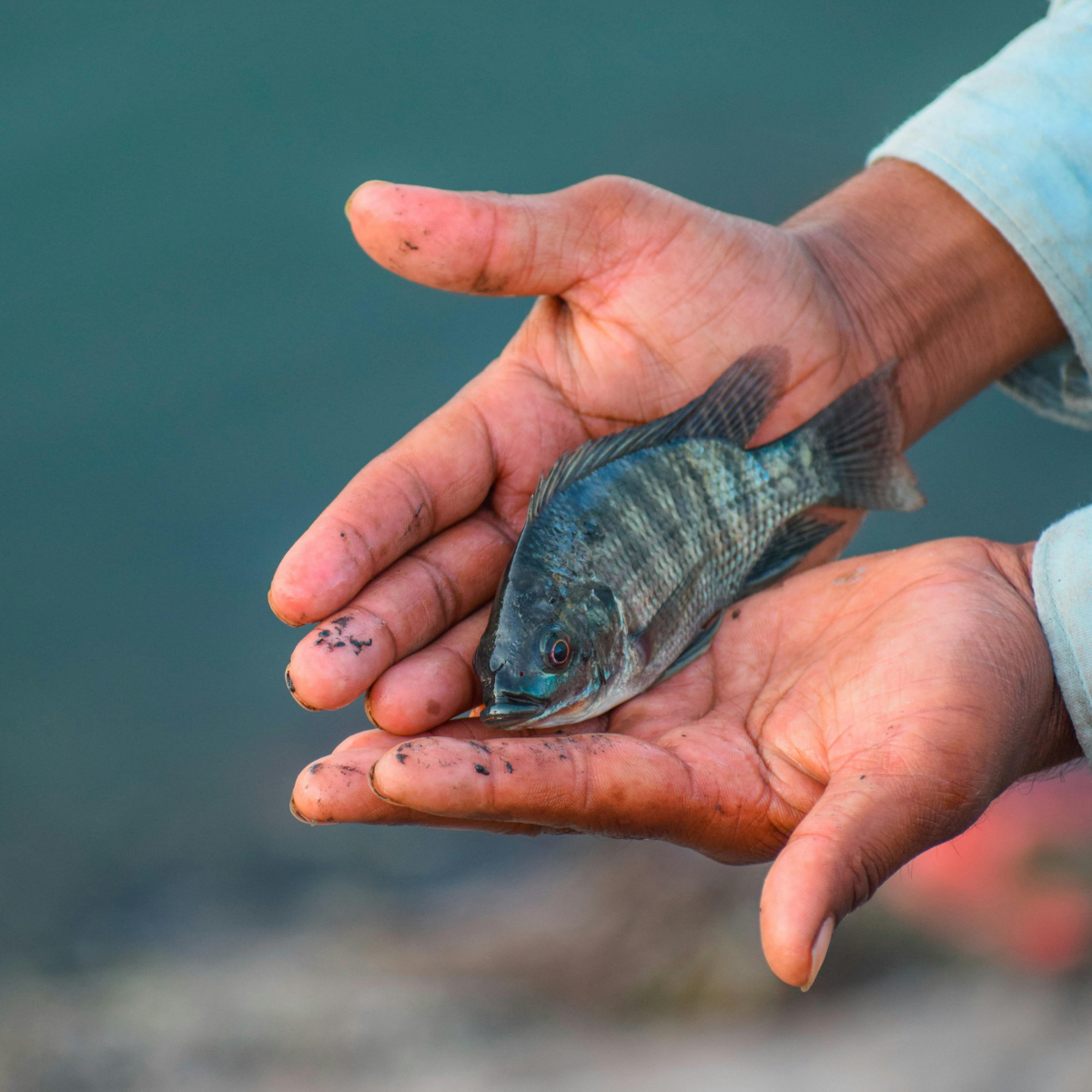 PFAS and the Great Lakes