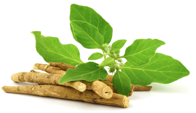 From Pharmaceuticals to Plants: A Nurse Practitioner’s Journey with Ashwagandha
