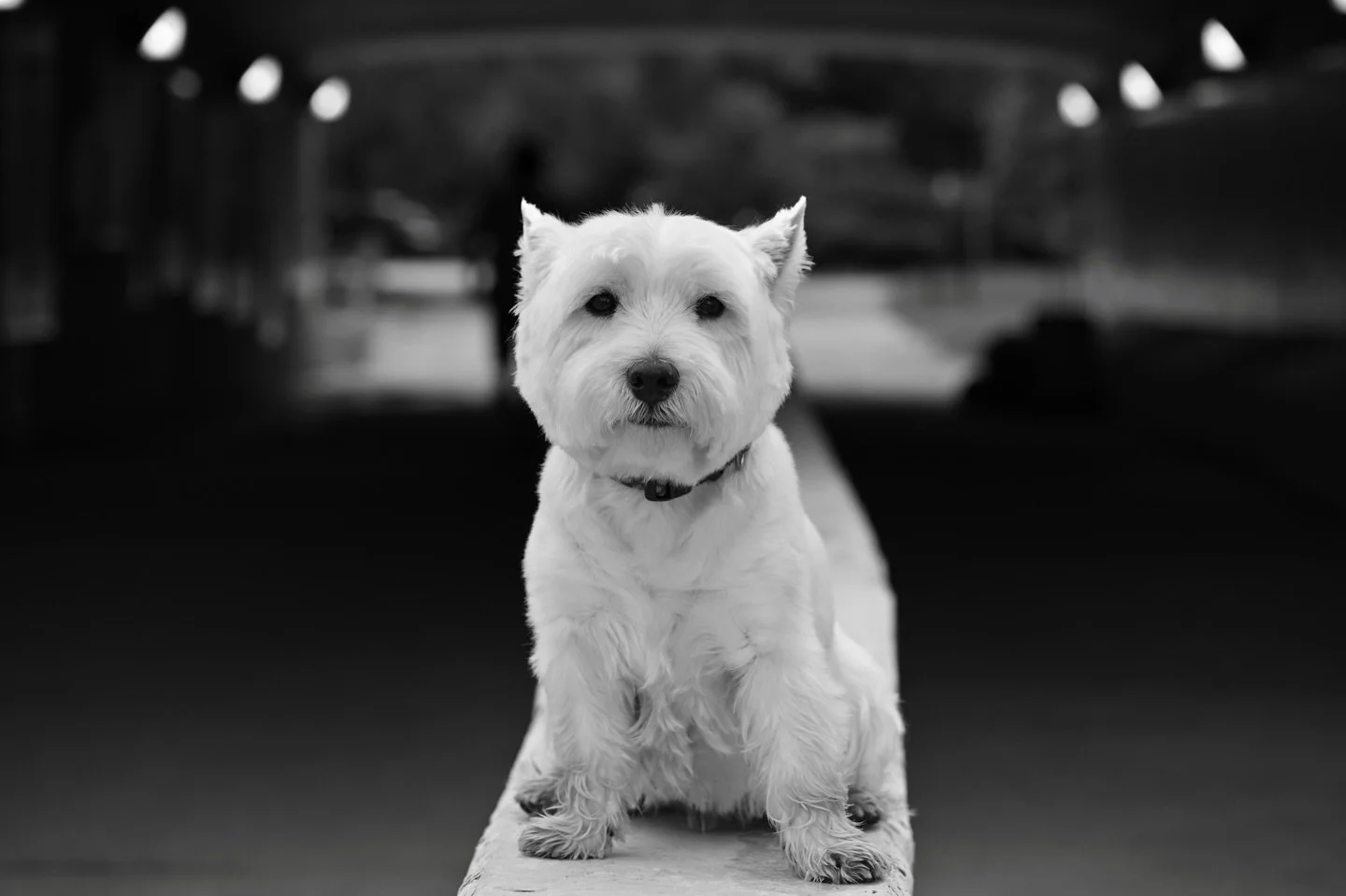 It&rsquo;s a dog&rsquo;s life 🩶

#dog #blackandwhite #petportrait