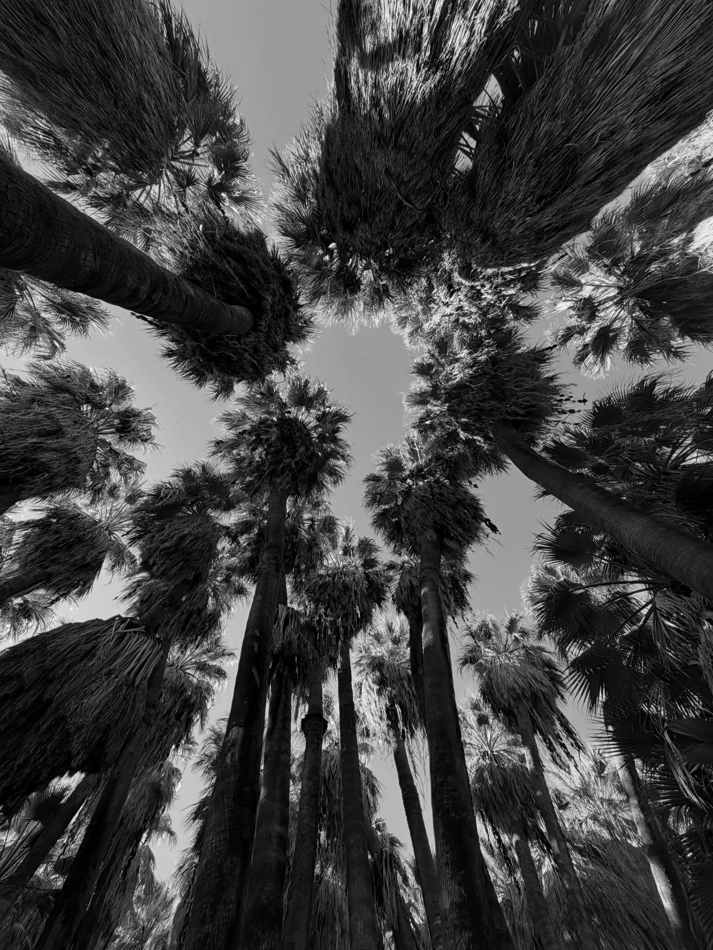 Thousand Palms Oasis, Palm Desert. 🌴 

#palmtrees #palmsoasis #palmdesert #blackandwhitephotography #blackandwhite