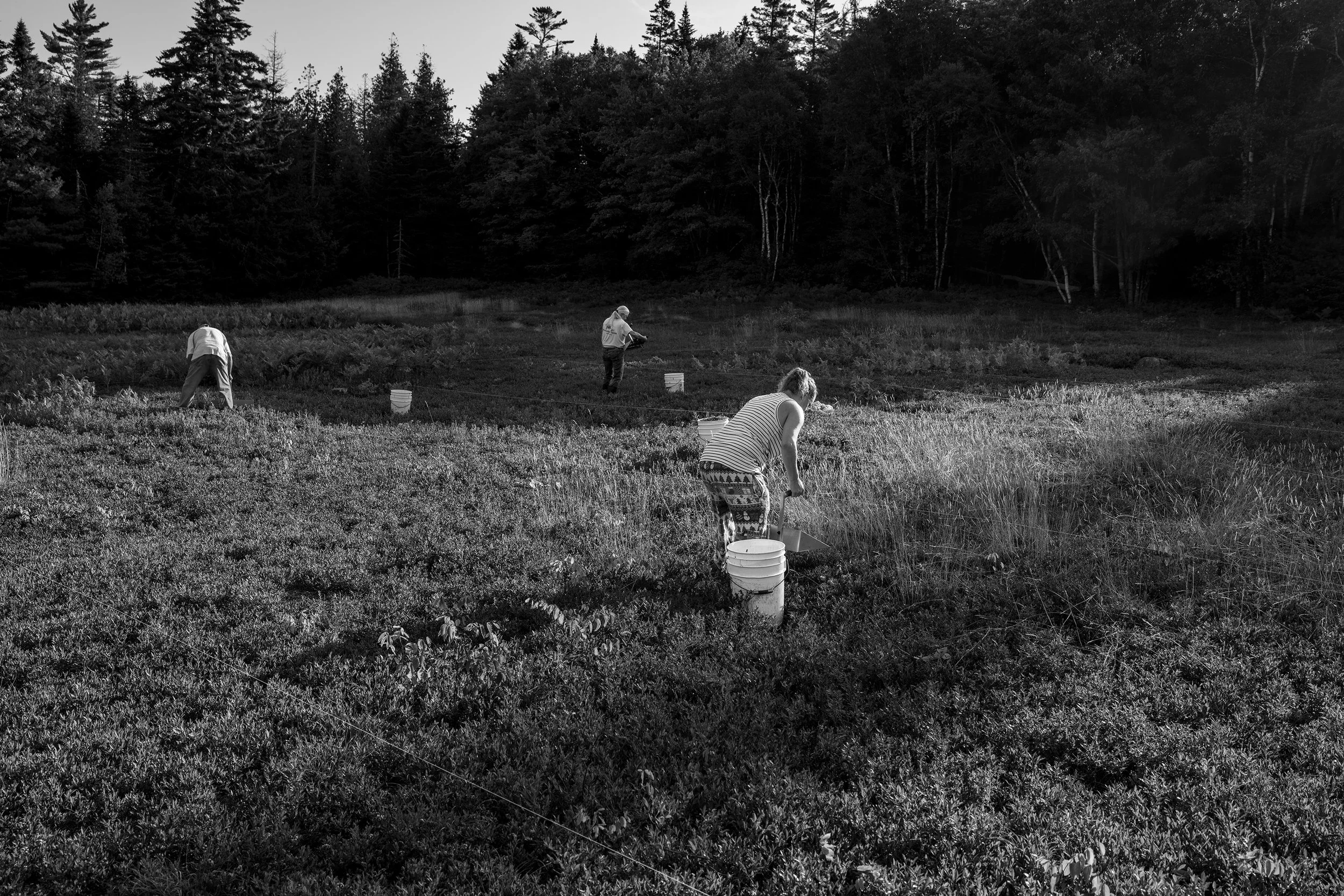 Kalee, Ken and Deb—early morning raking