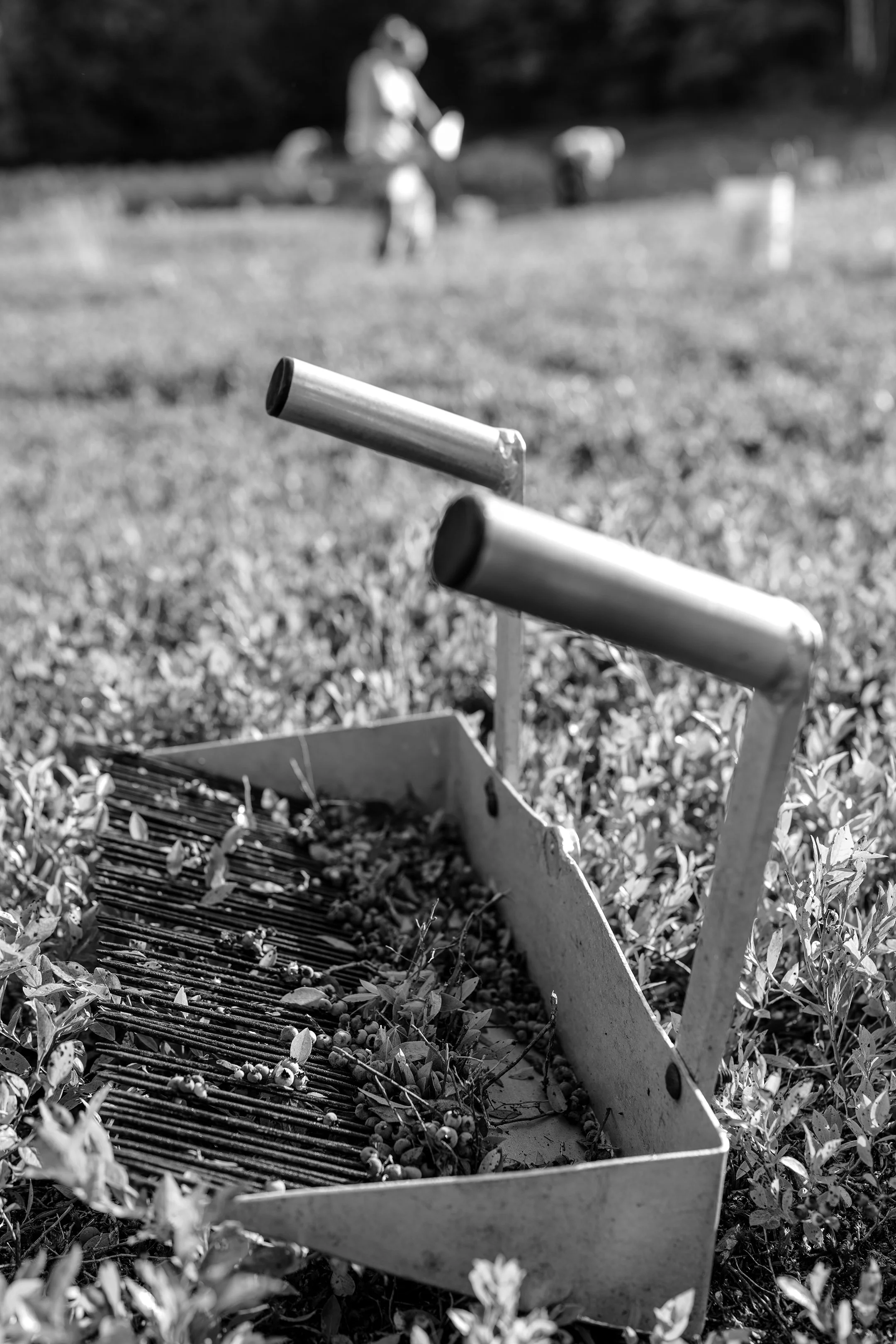 An Ike Hubbard designed rake