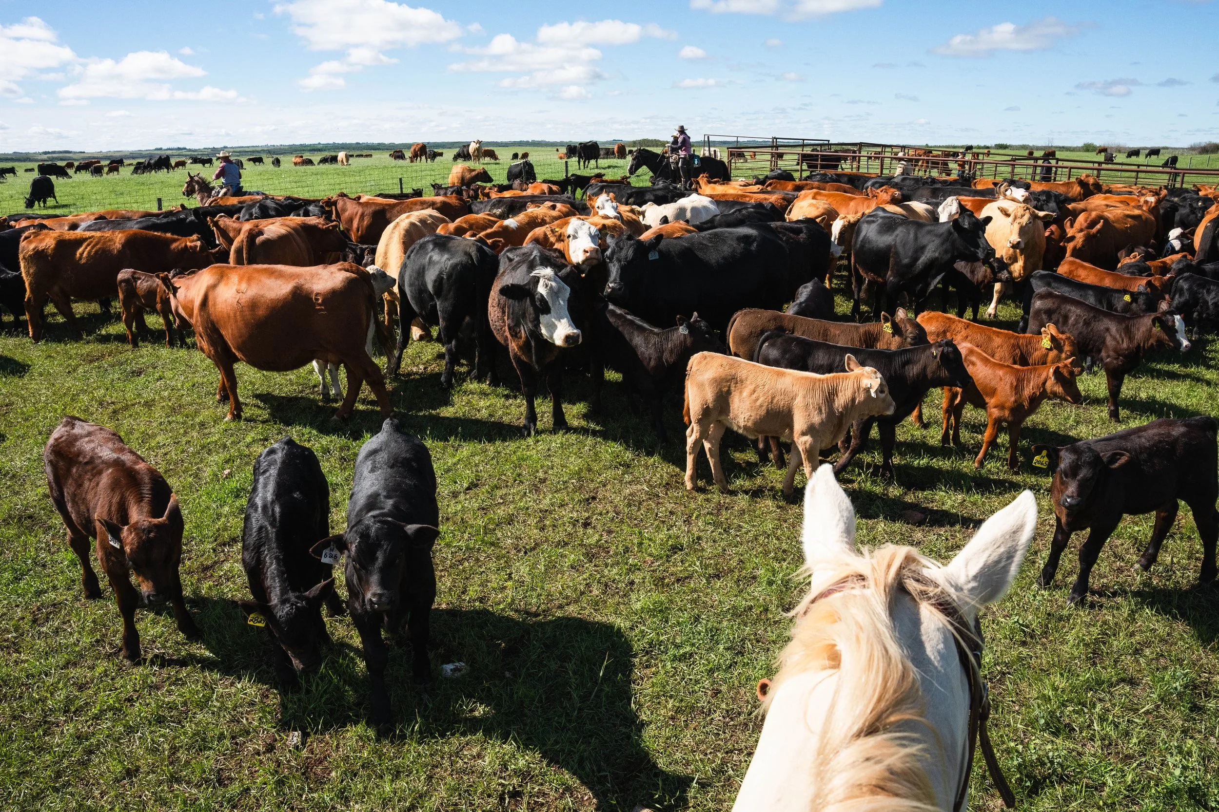 CattleDay-04077.jpg