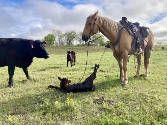 calf tied.jpg