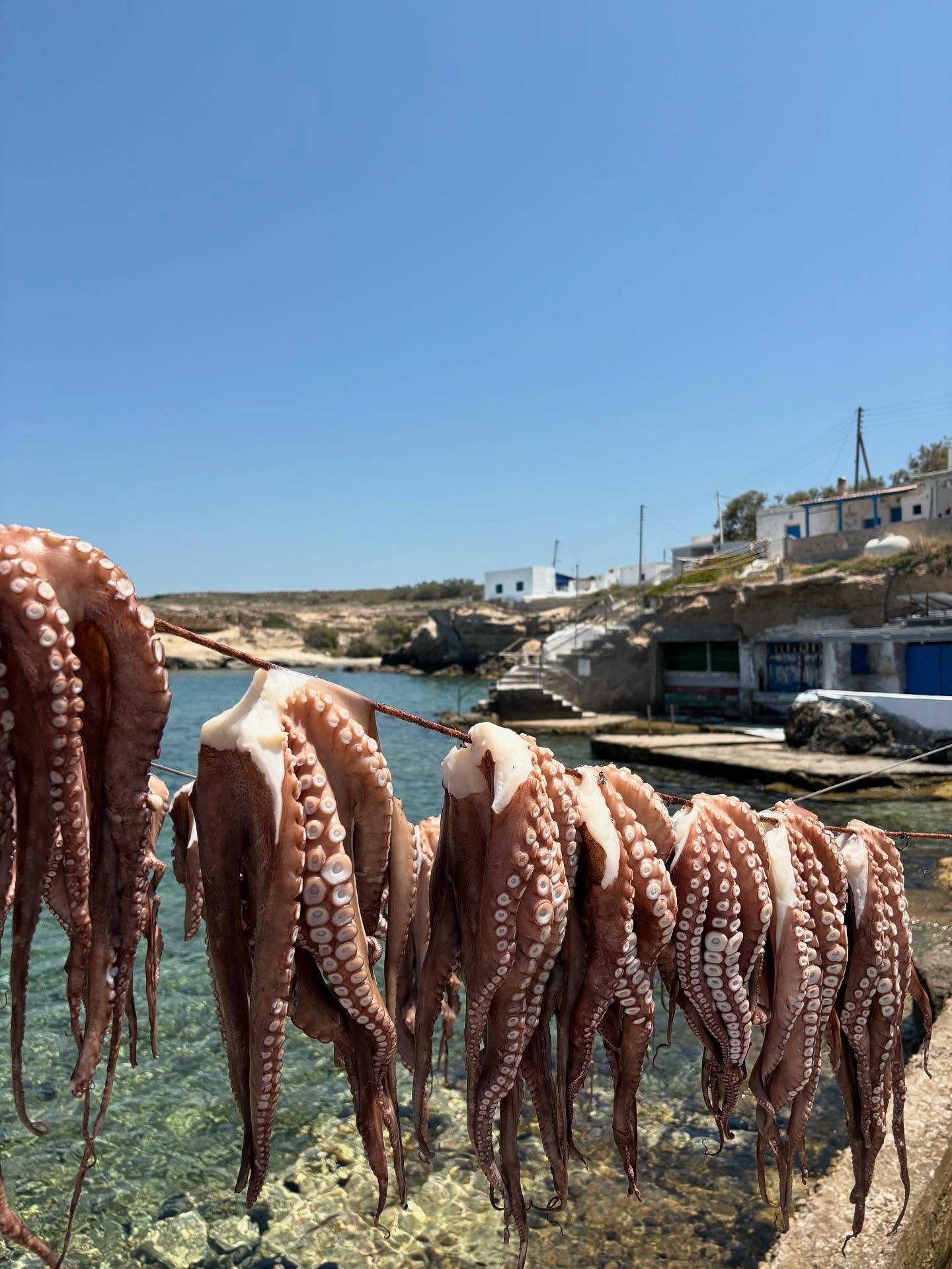 sea to table 🪩💫 octopus is high in omega 3s + antioxidant rich + excellent source of minerals
&bull;
&bull;
&bull;
&bull;
#medusa #octopus #clean #seatotable #seafood #greece #greecestagram #greek #greekislands #island #milos #oceanview #ocean #eat