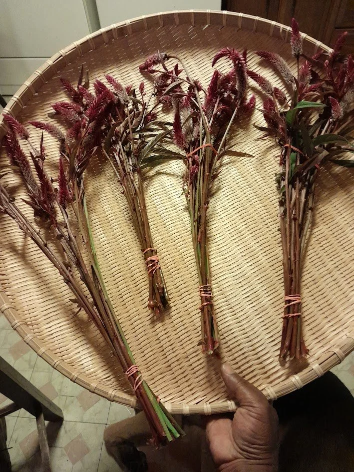 A hand holding a woven bamboo tray with several bundles of dried purple and green grass or plant stalks tied with rubber bands.