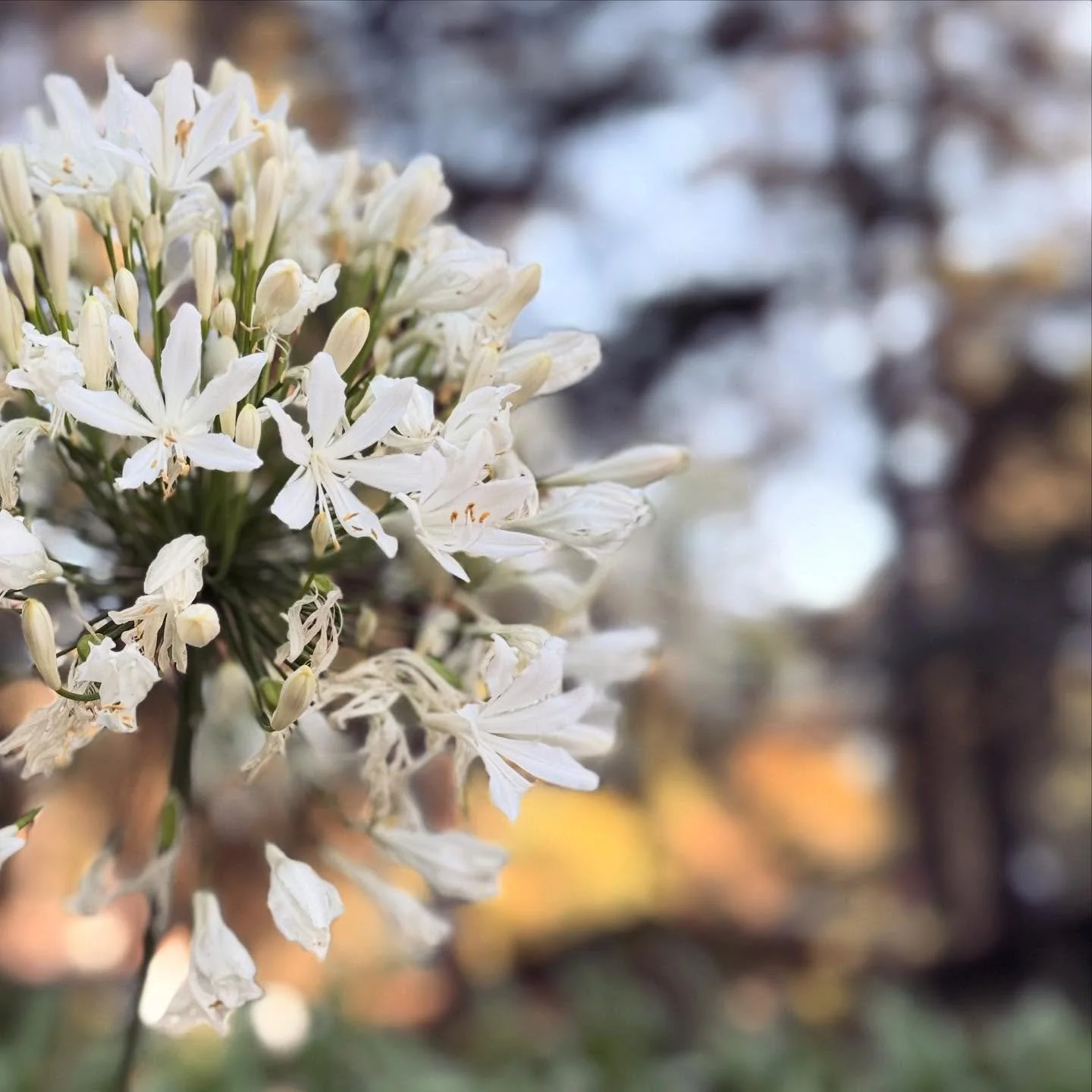 En el abrazo de la naturaleza, encontramos paz y sanaci&oacute;n.🌿✨

  #espiritualidad #bienestar #dios #universo 
#amor #energiaposit&iacute;va #consciencia #sabiduriancestral #naturaleza #ancestros
