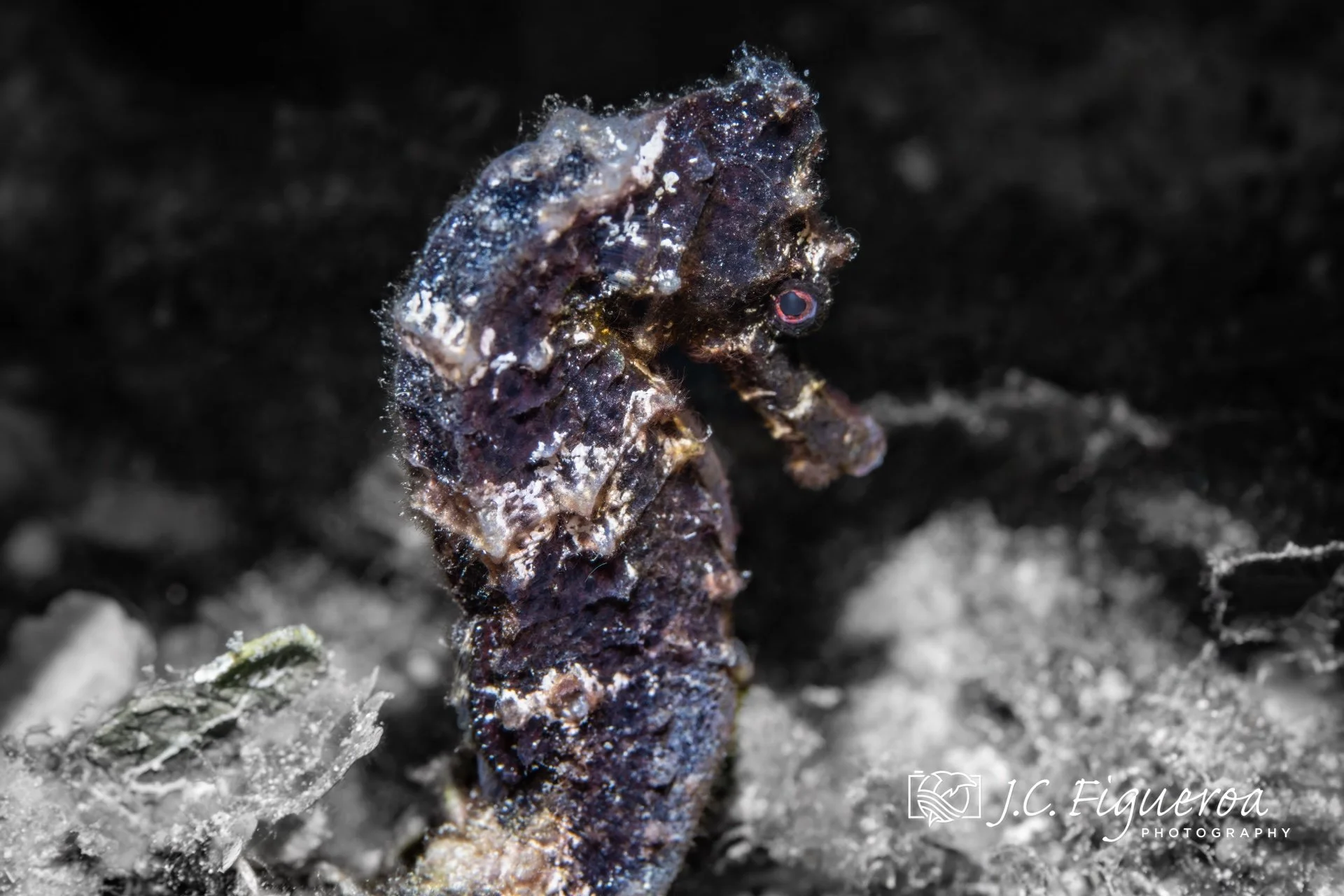 A Longsnout Seahorse (Hippocampus reidi) grips a patch of reef with its prehensile tail, perfectly camouflaged against the dark, textured backdrop of a shallow site in Roatán, one of Honduras’s Bay Islands. This species is easily recognized by its el