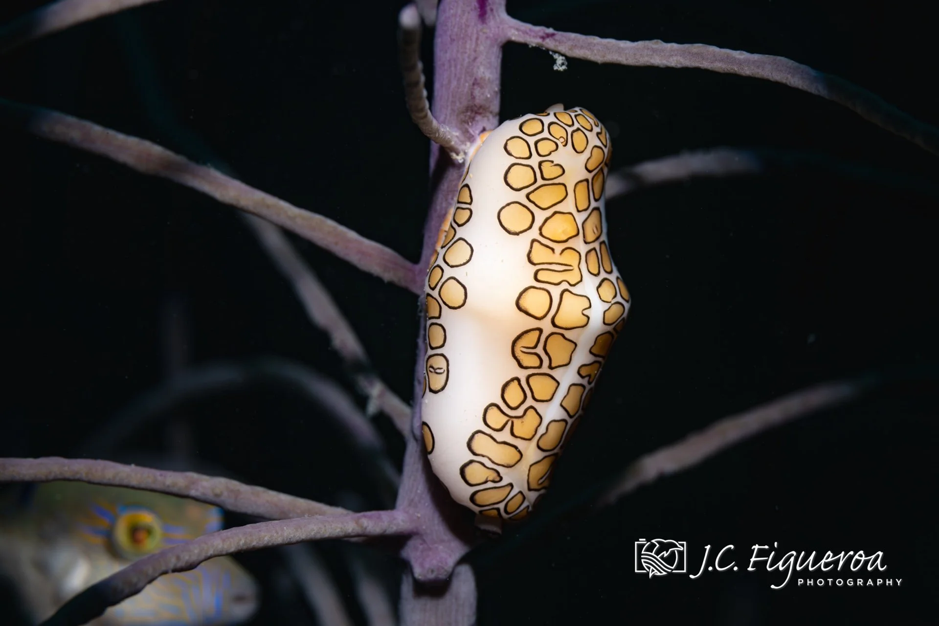 A Flamingo Tongue Snail (Cyphoma gibbosum) clings to the smooth branch of a whip coral off the coast of Roatán, its mantle displaying the snail’s signature pattern of orange blotches outlined in black. This bold coloration, often mistaken for part of