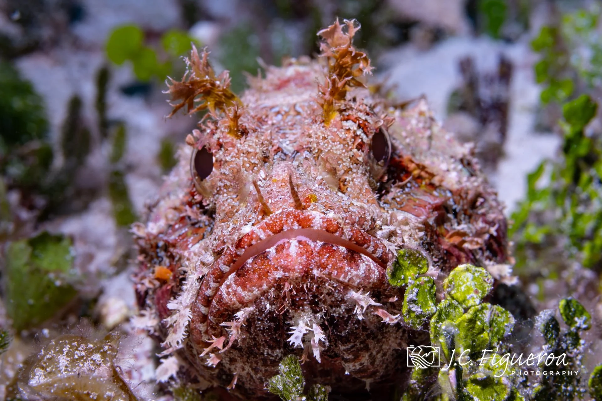 With its body encrusted in algae, sand, and debris, the Spotted Scorpionfish (Scorpaena plumieri) is a master of camouflage, blending seamlessly into its surroundings. Photographed off the coast of Cozumel, this ambush predator lies motionless among 