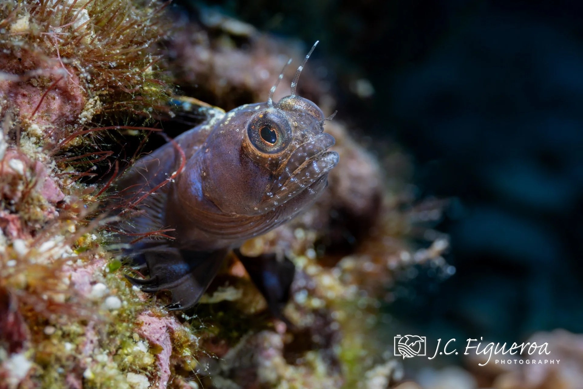 A Sailfin Blenny (Emblemaria pandionis) peeks from a narrow crevice in the reef, its alert eyes and delicate branched cirri rising like antennae from its head. Though small and secretive, this blenny is unmistakable when spotted up close—its long dor