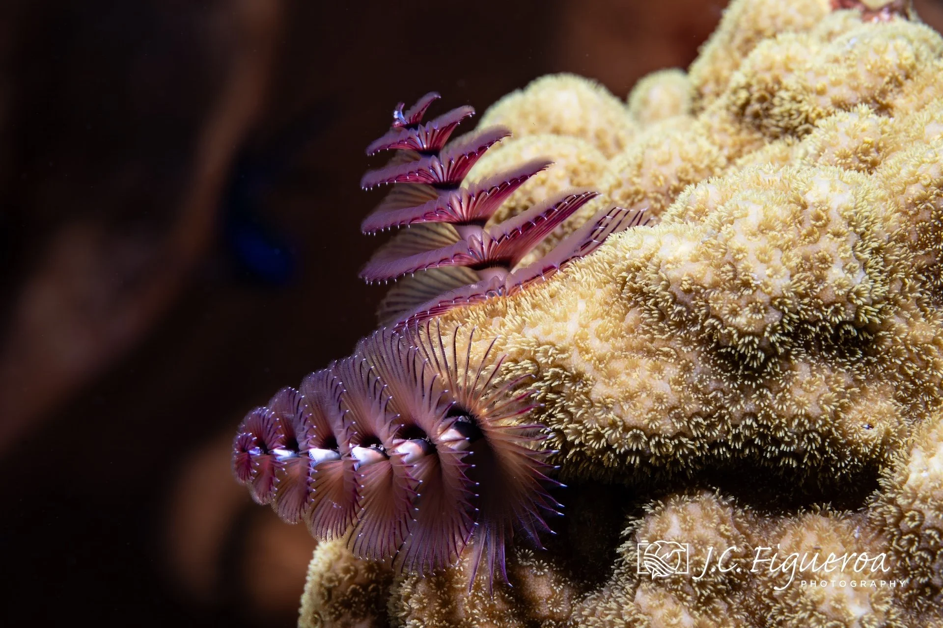 Perched atop a mound of living coral, these Christmas Tree Worms display their festive spirals in shades of magenta and violet. Each “tree” is actually a pair of radioles—feather-like appendages used for both respiration and filter feeding, fanning t