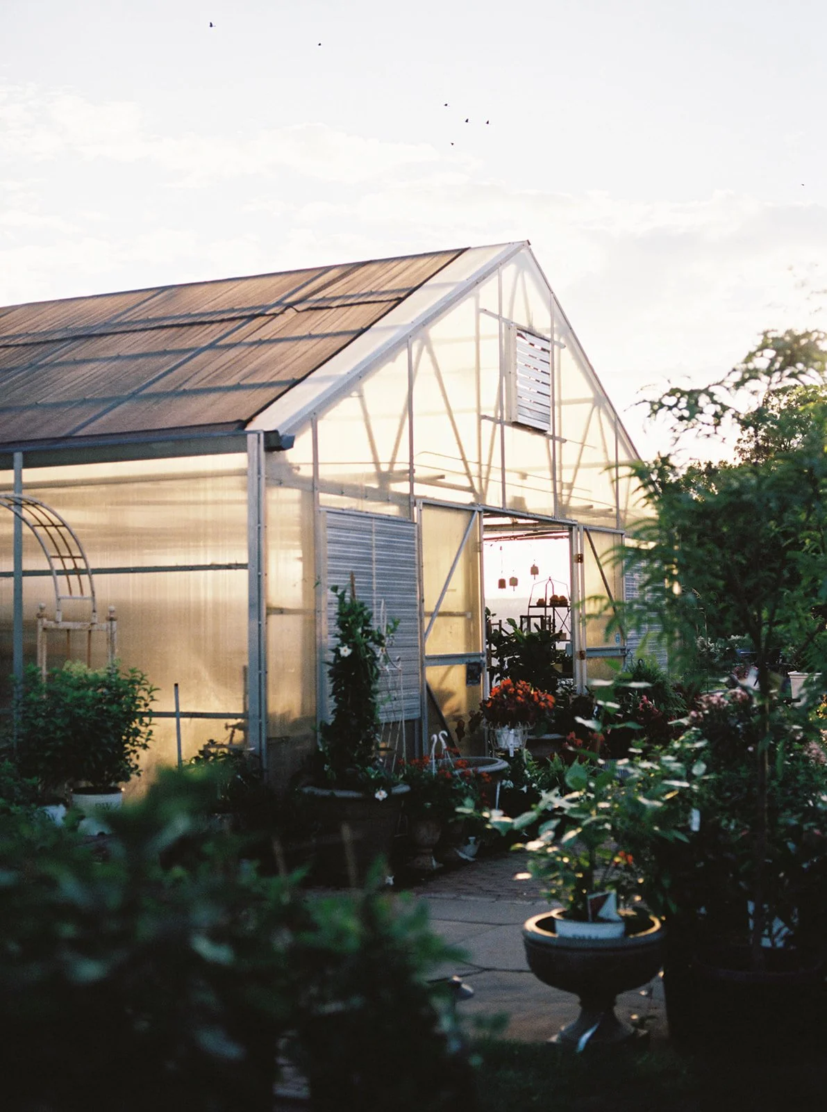 A greenhouse filled with various potted plants and flowers under a clear sky.