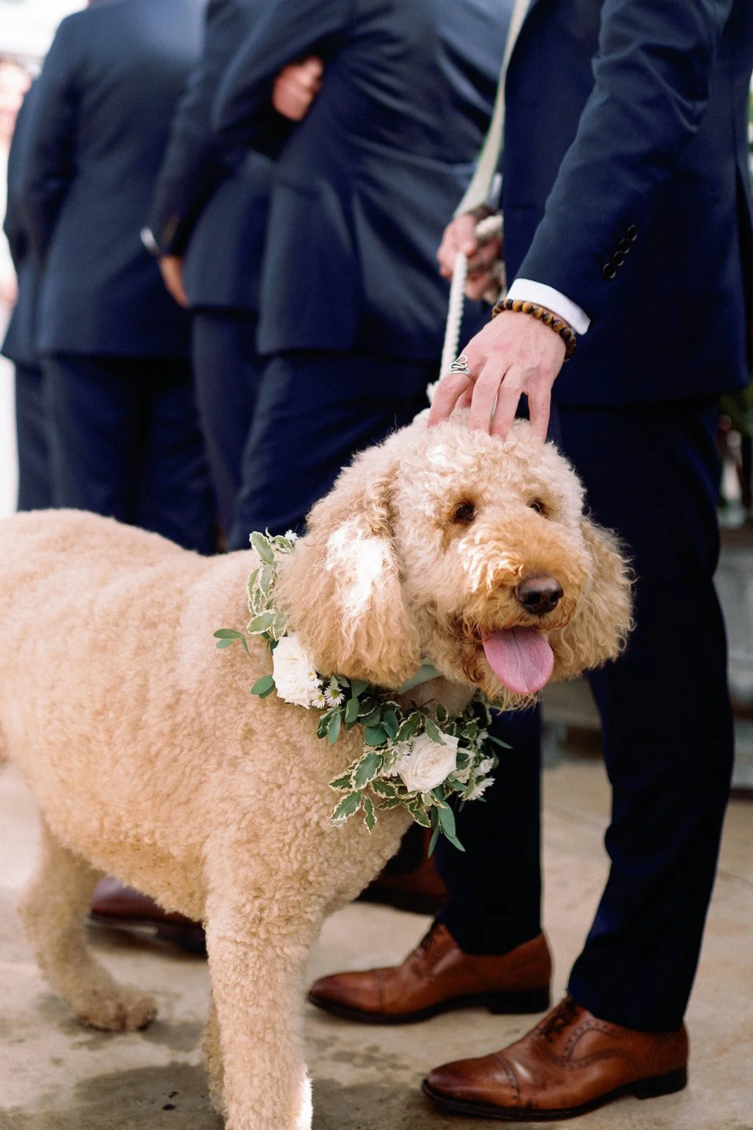 A groom dressed in a navy suit is petting a Labradoodle dog that is wearing a floral garland around its neck, during a wedding ceremony.