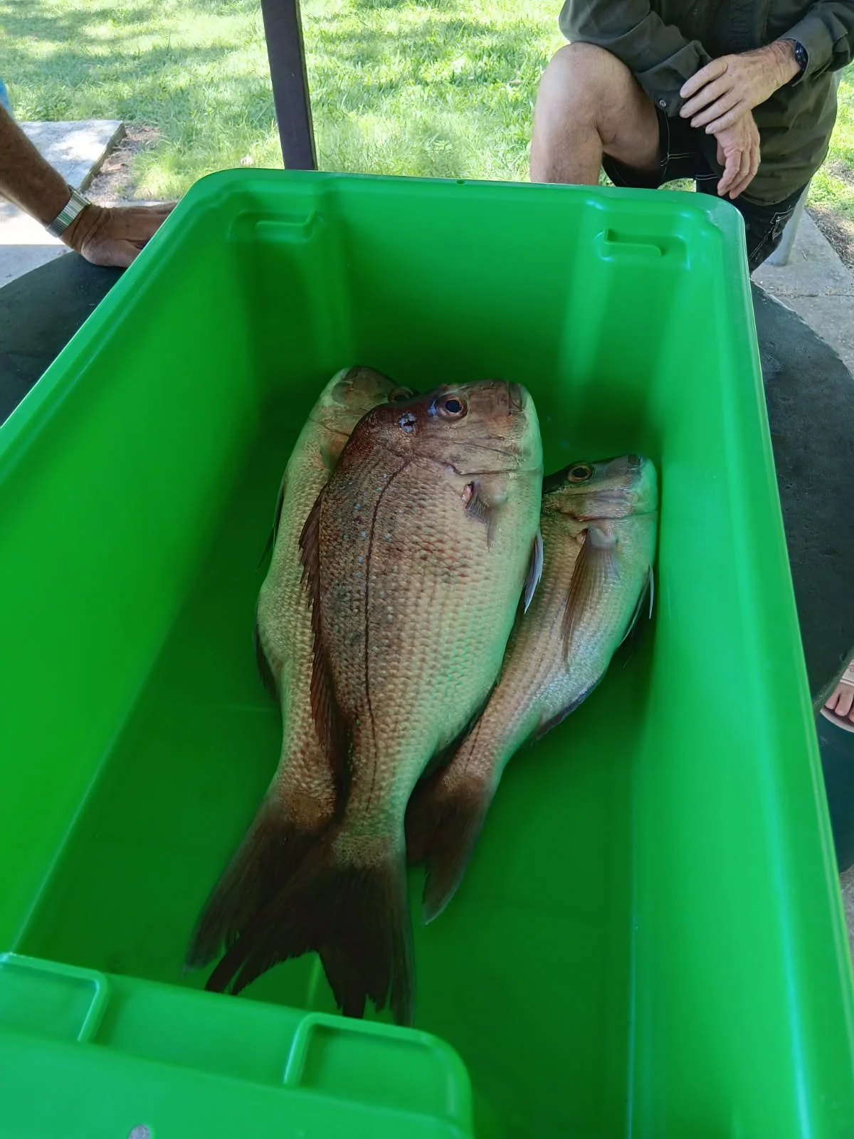 Second image of Grafton District Anglers Club Deep Sea Outing where several freshly caught Snapper.