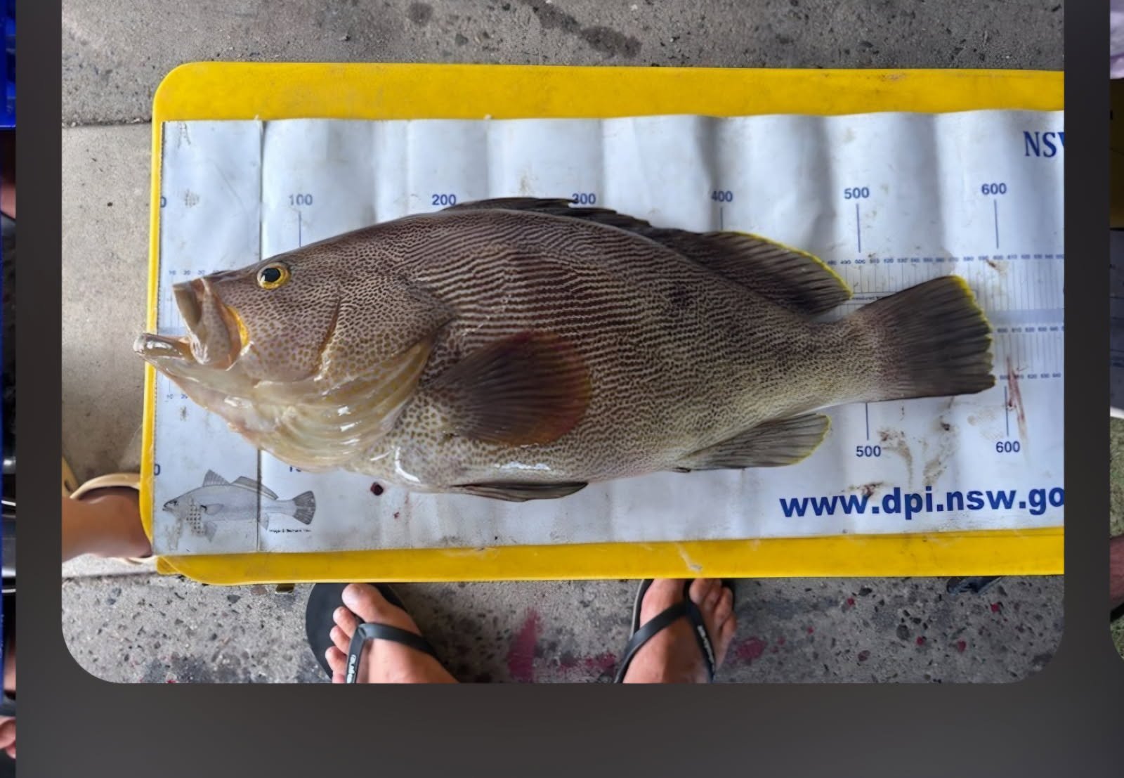 Large fish with brown and yellow spotted pattern lying on a measuring board with a yellow border. The board has measurement markings and a web address 'www.dpi.nsw.gov' printed on it. The person's feet in sandals are visible at the bottom of the image.