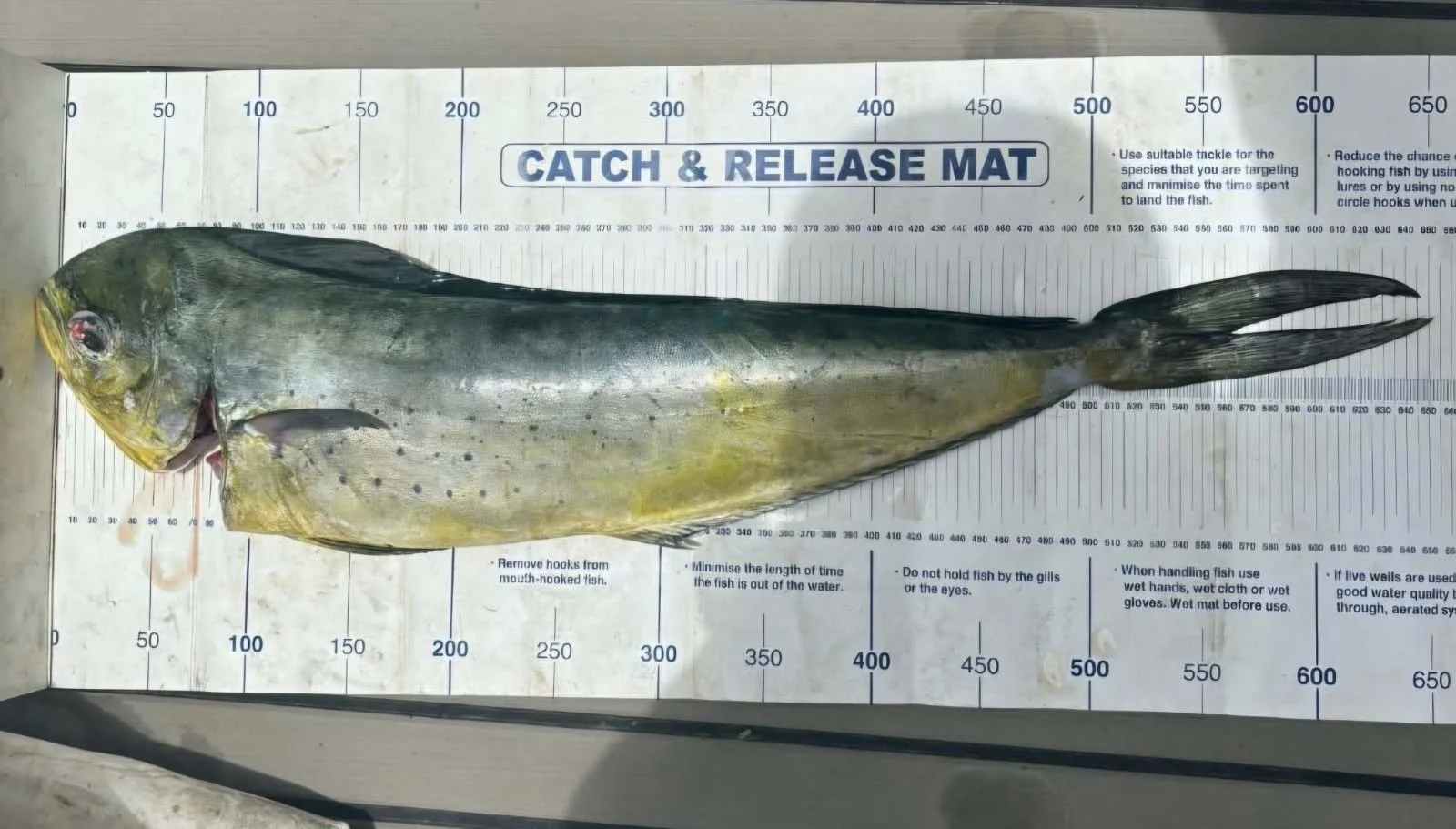 Large fish on a catch and release measuring mat. The fish is about 560 millimeters long.