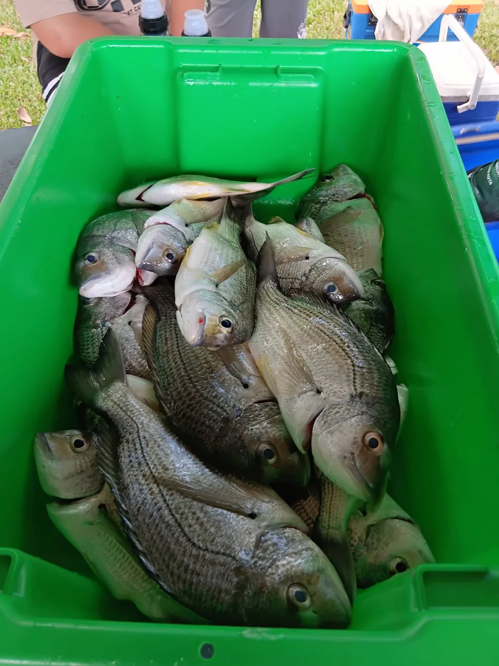 Outing Results | Explore Fish Results & Join Today — Grafton District ...