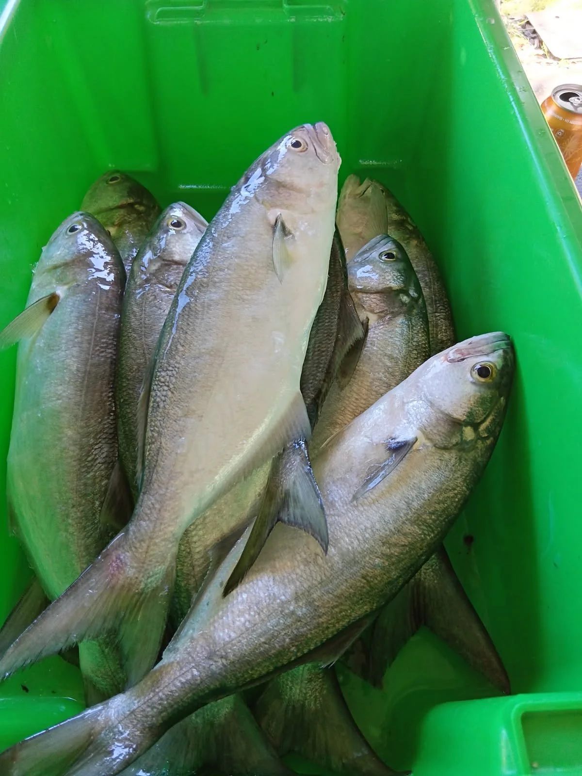 Freshly caught fish, mostly sea bass, lying in a green plastic container.