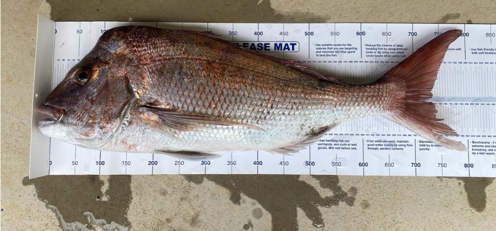 A large fish lying on a measurement mat on a sandy surface, with water droplets nearby.