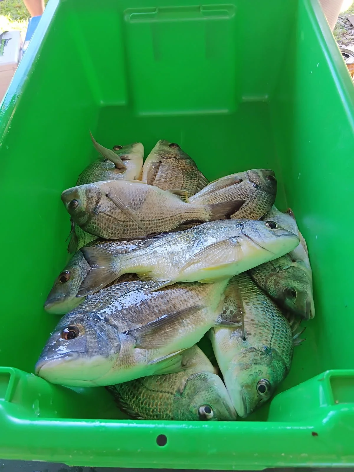 Green plastic container filled with various freshly caught fish.