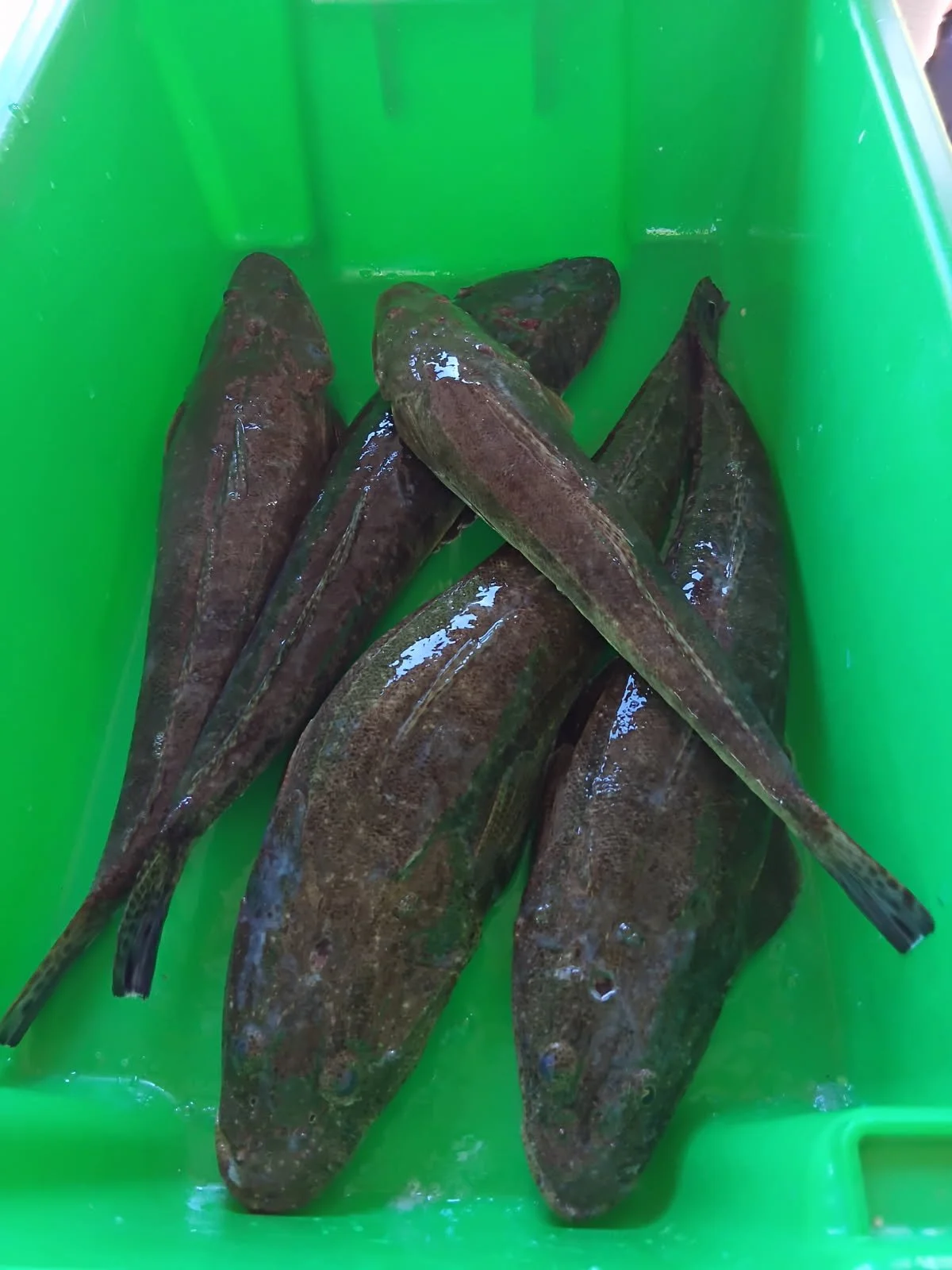 Several fresh fish with dark brown and greenish skin lying in a bright green plastic container.