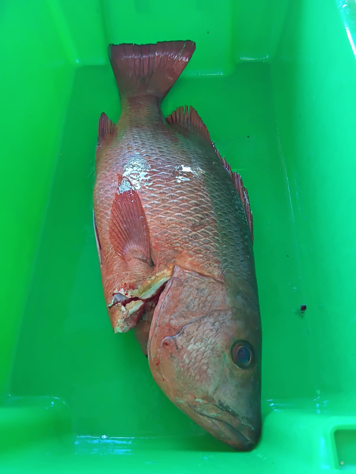 A large fish with reddish-brown scales in a green plastic container.