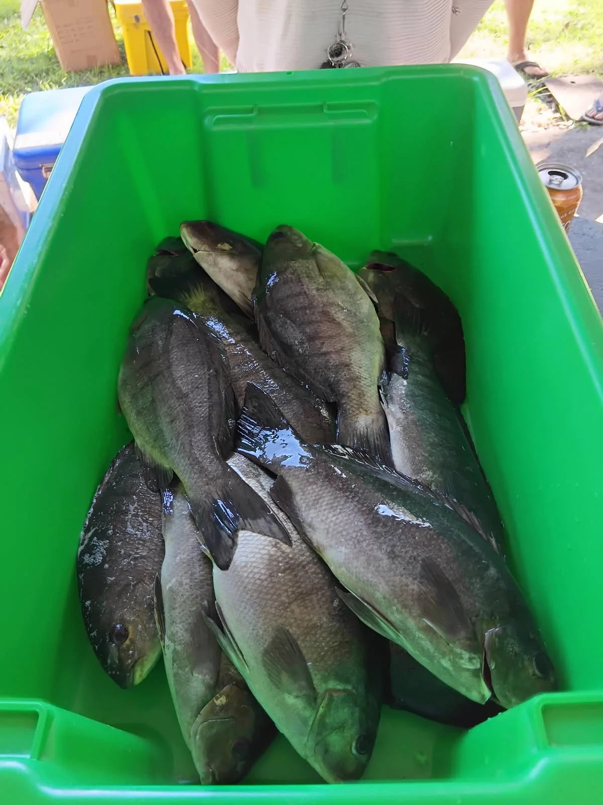 Green container filled with several freshly caught fish.