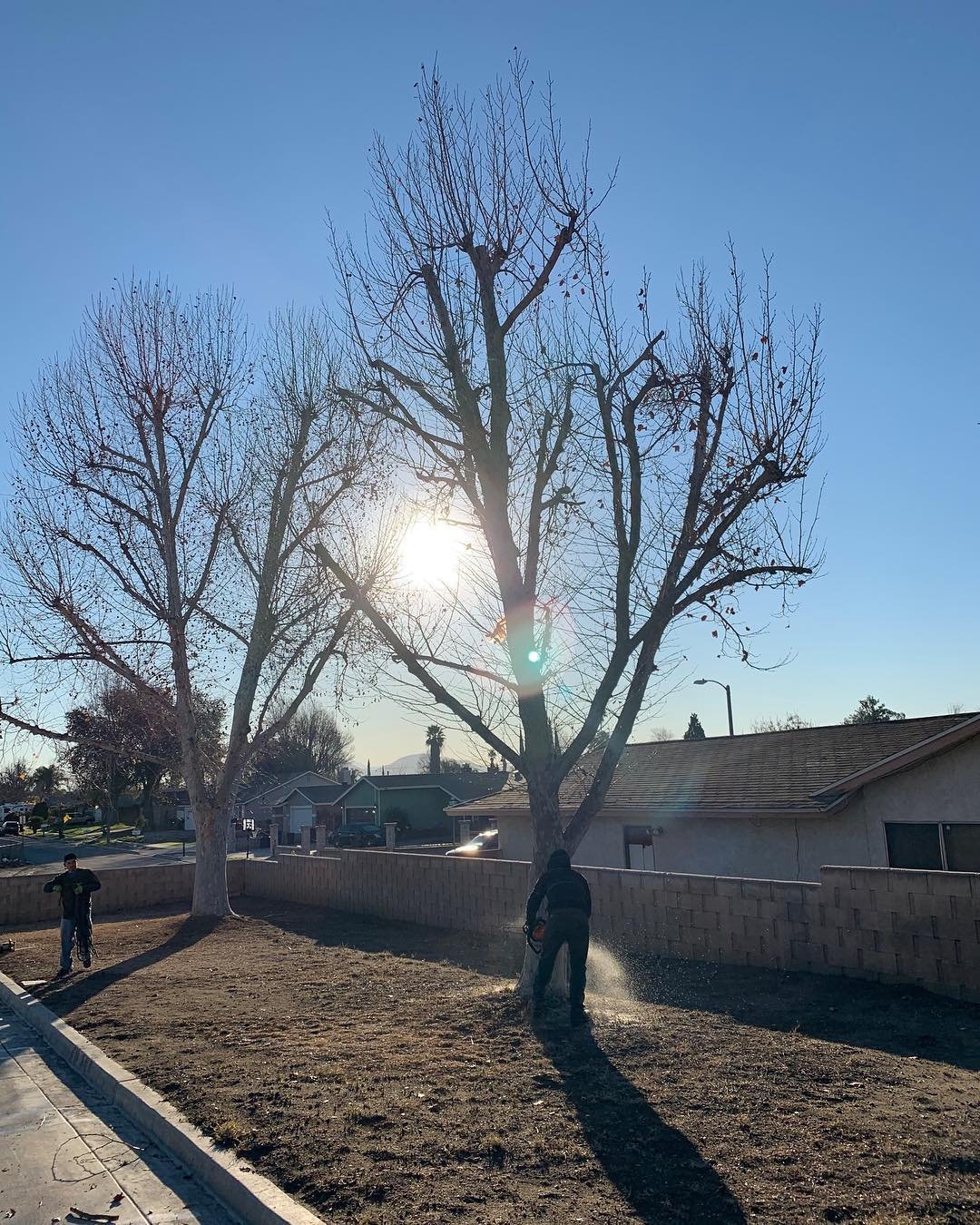 Need a tree removed? Give us a call ☎️
•
•
•
•
•
#ramtreeservice #treeremoval #southerncalifornia #familybusiness #treecare #arborist