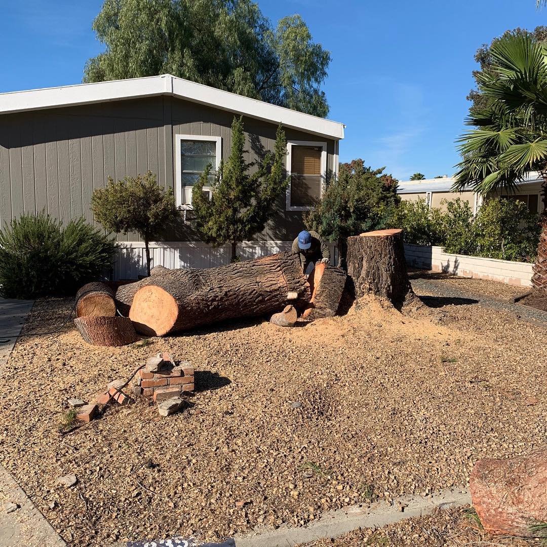 🌳 Swipe left for the before 🌳
•
•
•
•
•
#ramtreeservice #treeremoval #southerncalifornia #familybusiness #treecare #arborist