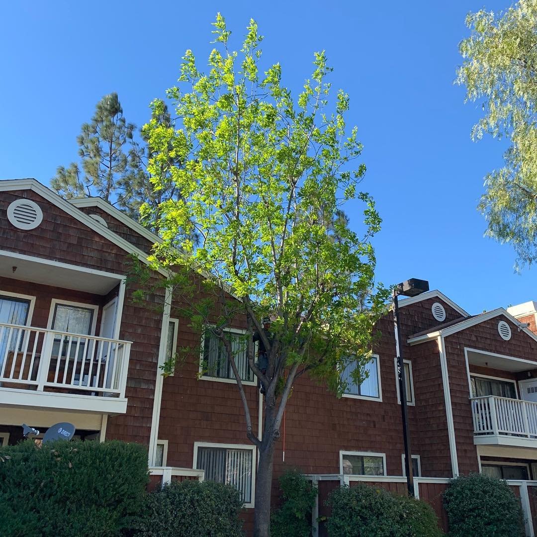 Just a little trim ✂️
•
•
•
•
•
#ramtreeservice #treeremoval #southerncalifornia #familybusiness #treecare #arborist