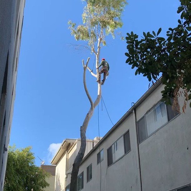 Snip snip ✂️
•
•
•
•
•
#ramtreeservice #treeremoval #southerncalifornia #familybusiness #treecare #arborist