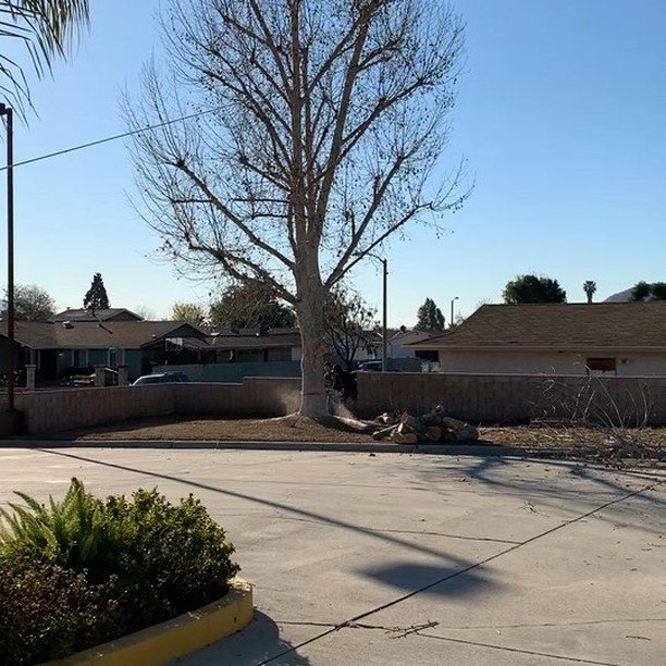 🍃 TIMBERRRRRRR! 🍃
•
•
•
•
•
#ramtreeservice #treeremoval #southerncalifornia #familybusiness #treecare #arborist