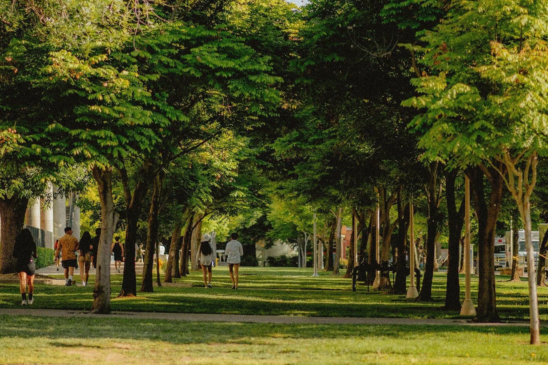 A park pathway lined with tall trees with green leaves, with several people walking in groups and pairs enjoying the outdoors on a sunny day.