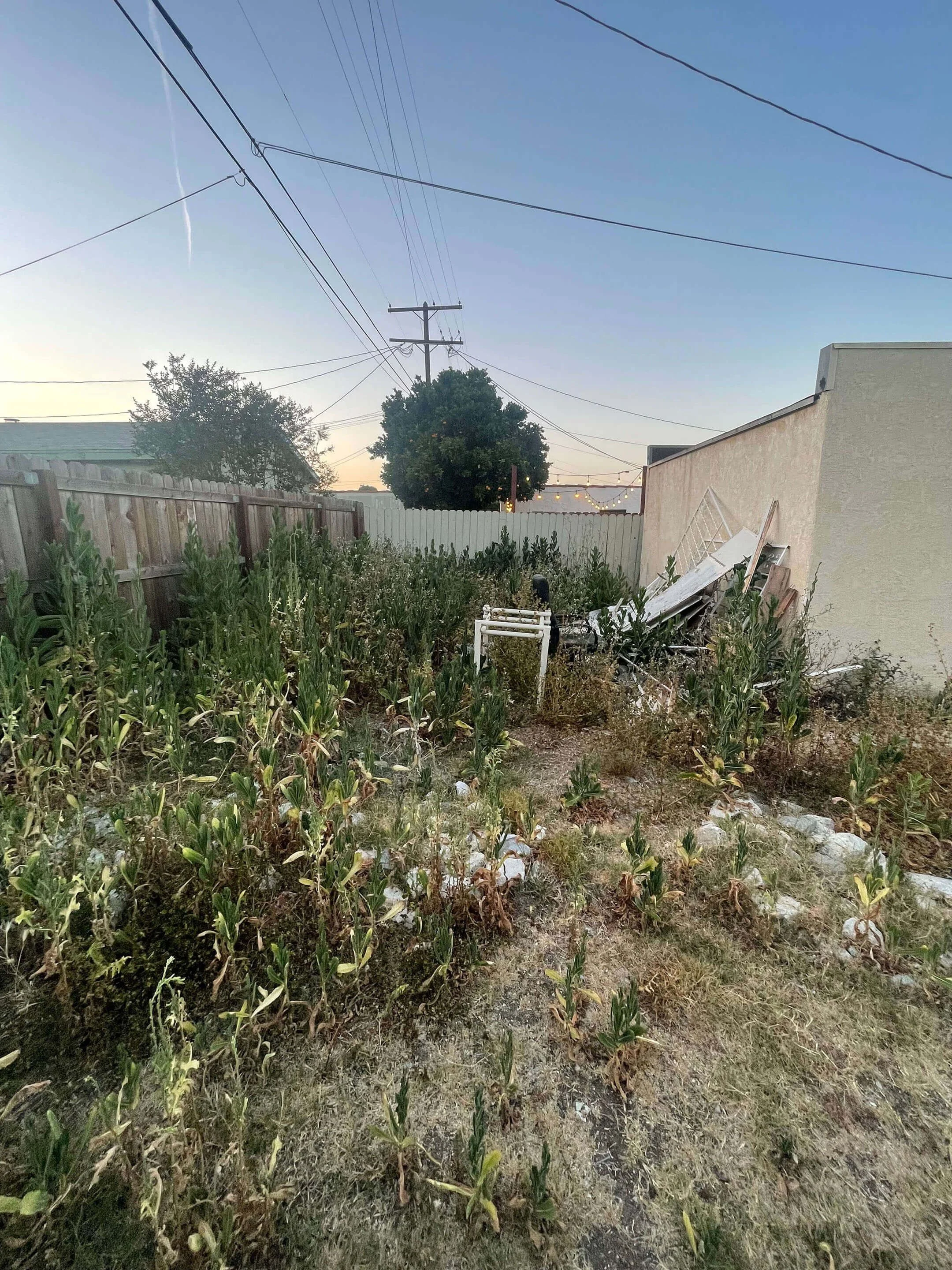 A backyard with overgrown weeds, a wooden fence, a tree, some string lights, and a pile of debris and old furniture next to a beige house under a clear blue sky at residence 6605 & 6603 4th Ave in Hyde Park, Southwest LA.