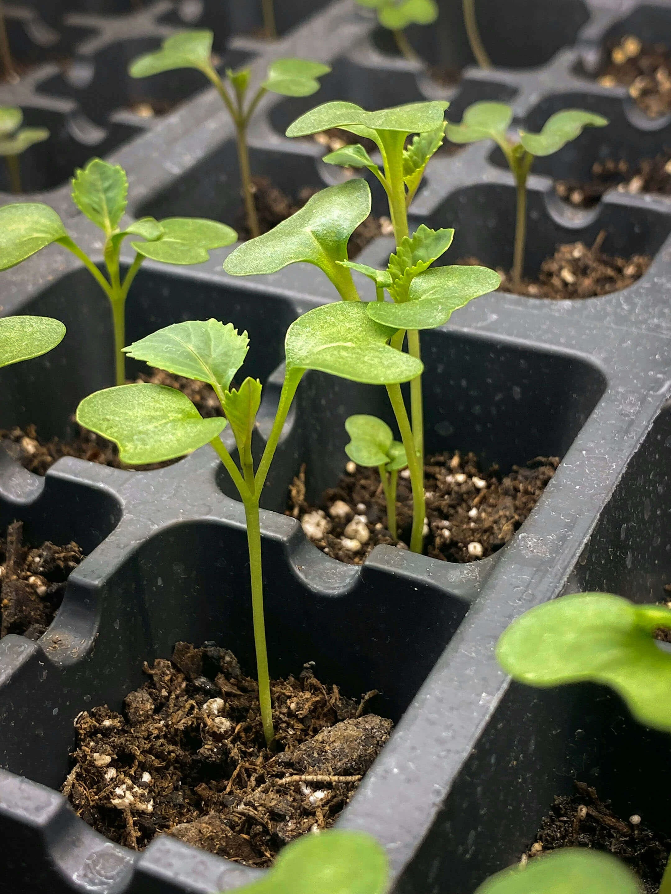 Small green plants sprouting in black potting containers in a Southwest LA park.